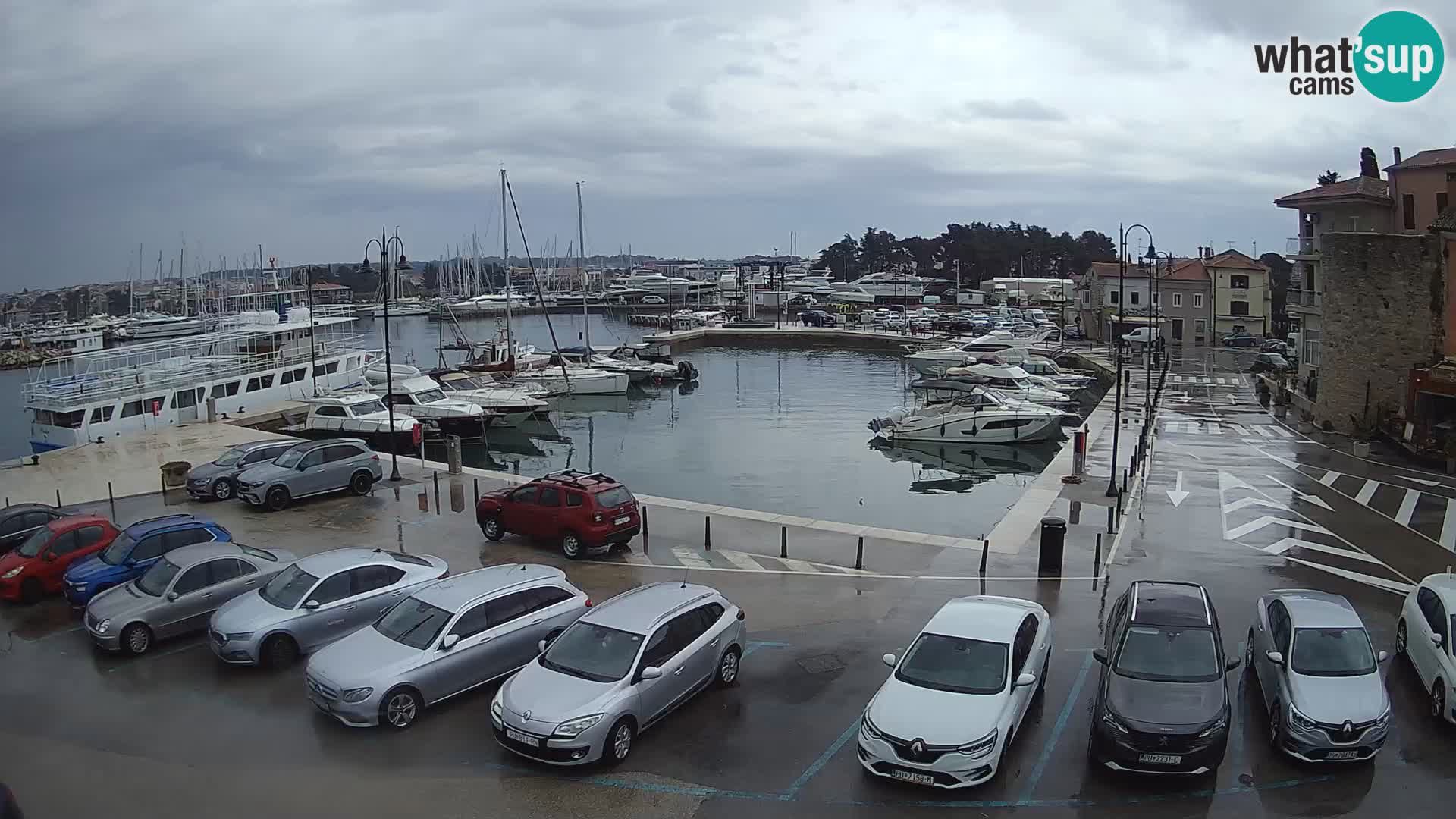 Novigrad | Porporela marina