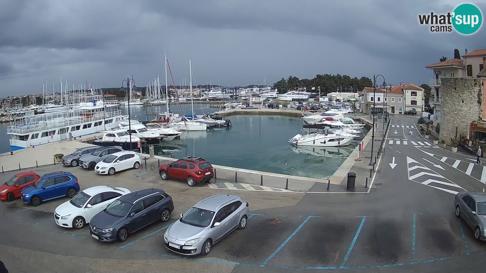 Novigrad | Porporela marina