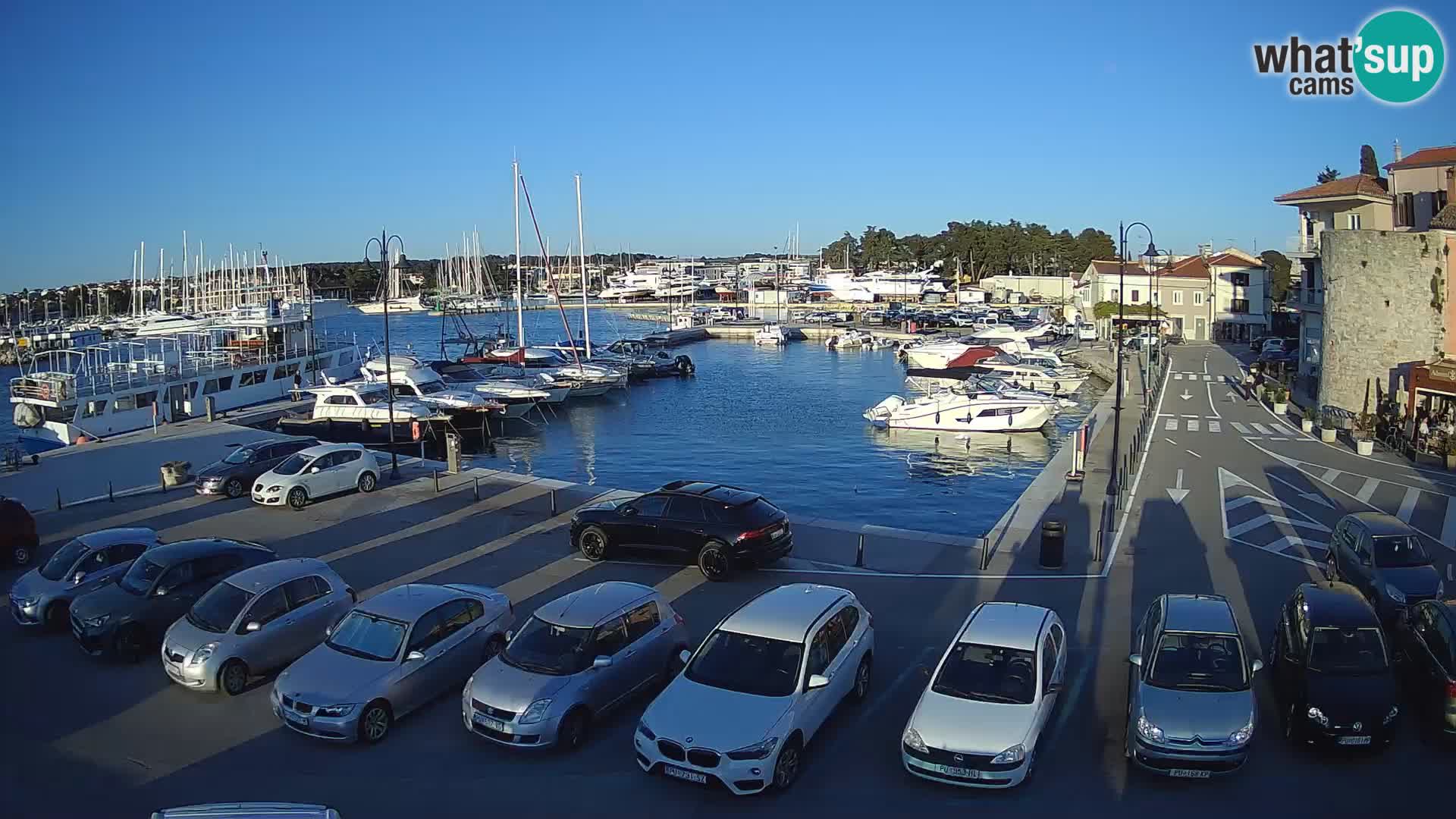 Novigrad | Porporela marina