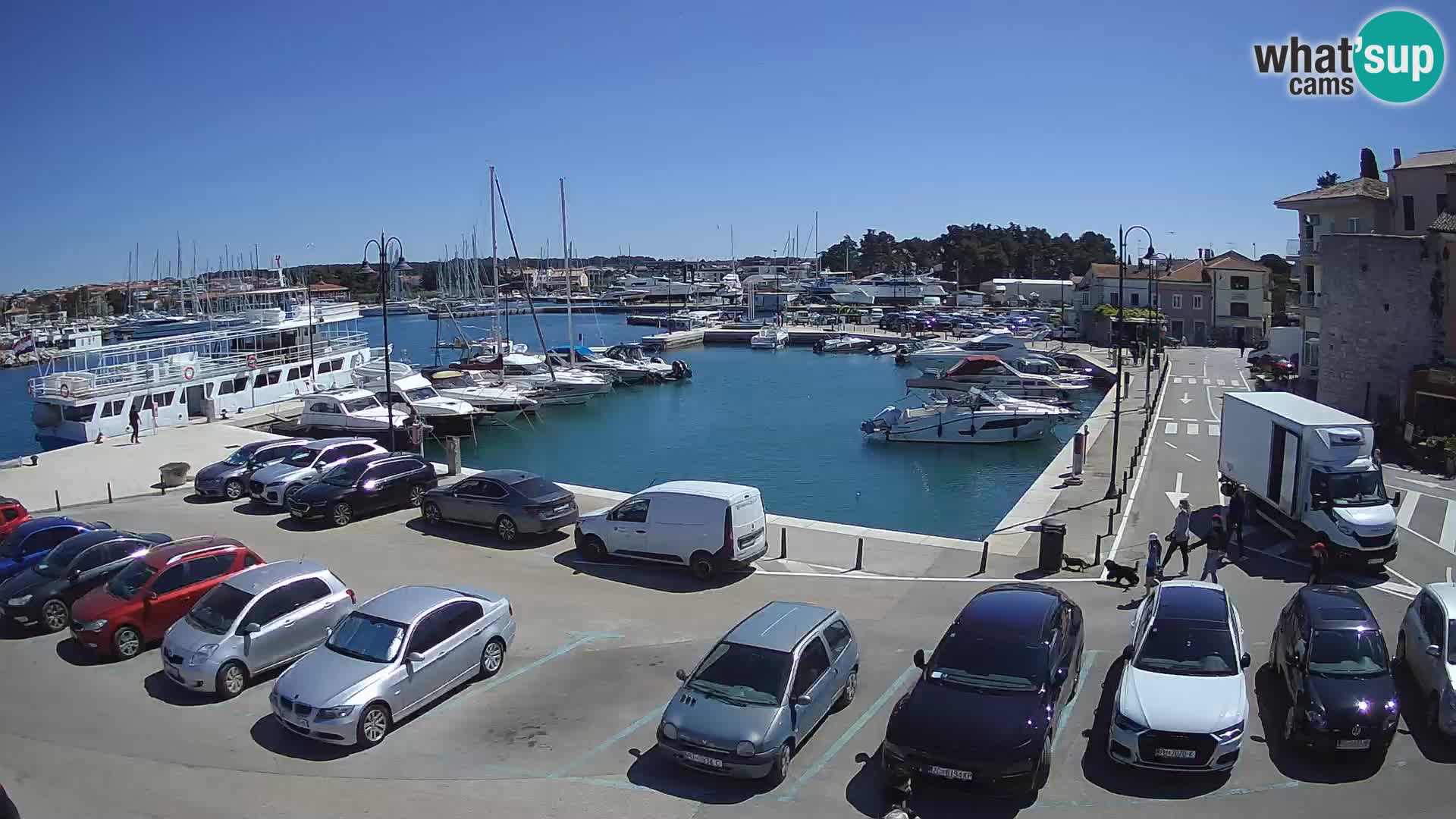 Novigrad | Porporela marina