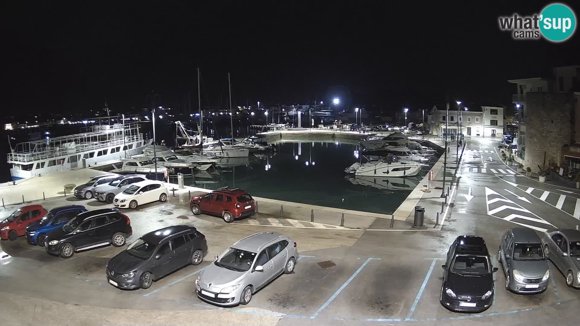 Novigrad | Porporela marina