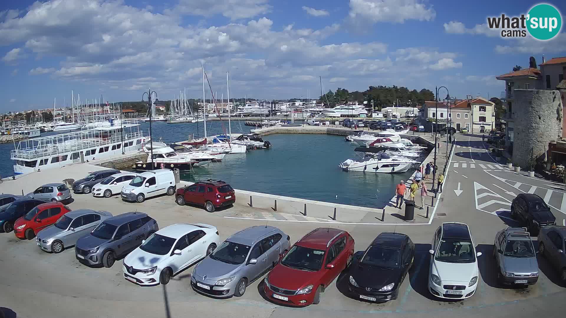 Novigrad | Porporela marina