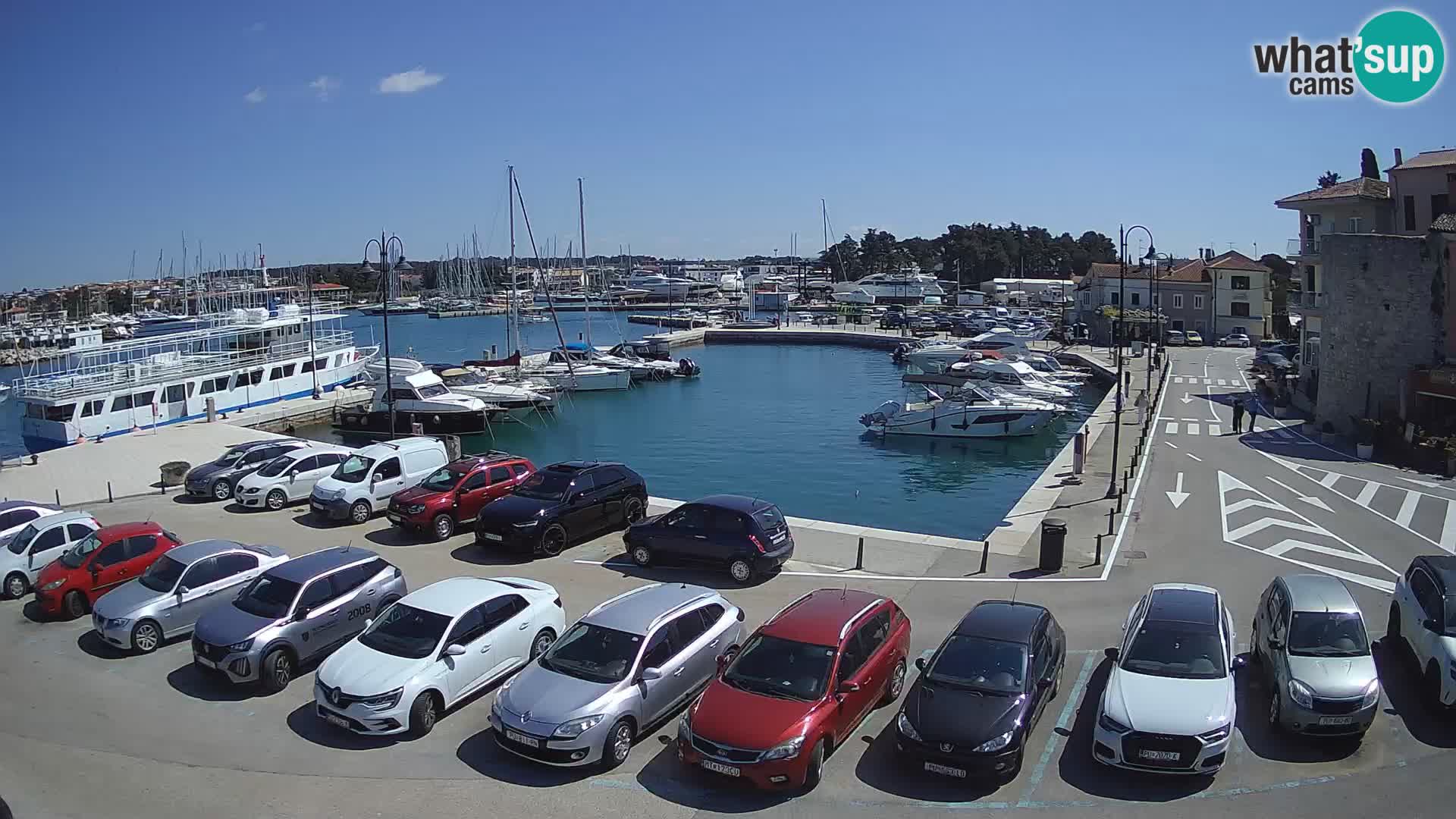 Novigrad | Porporela marina