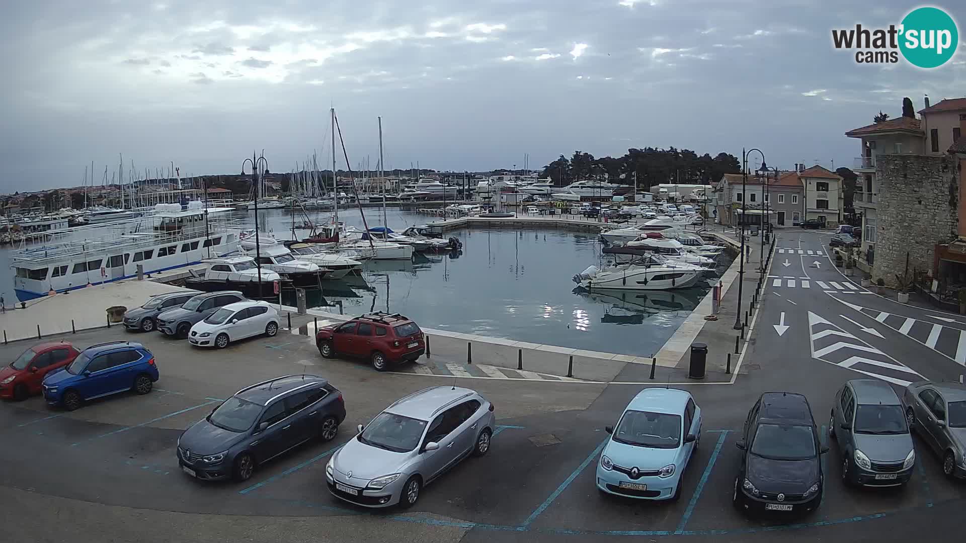 Novigrad | Porporela marina