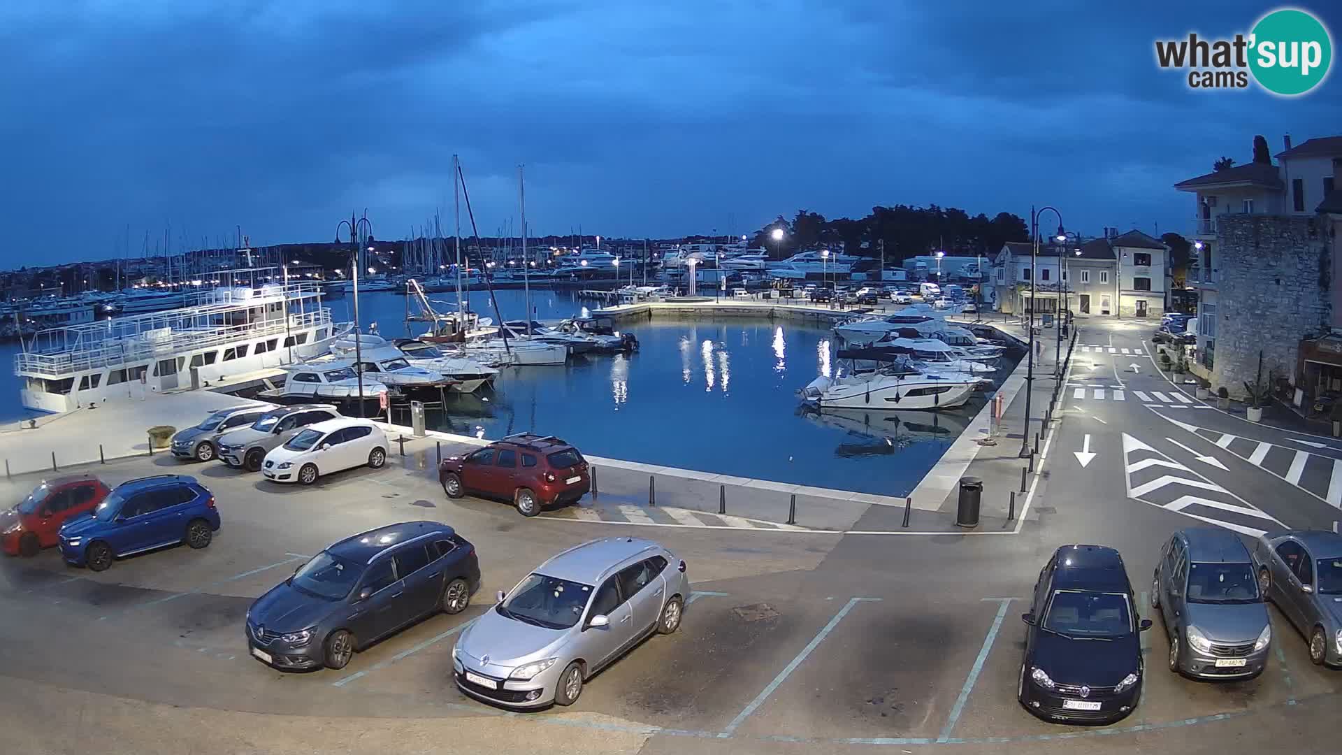 Novigrad | Porporela marina