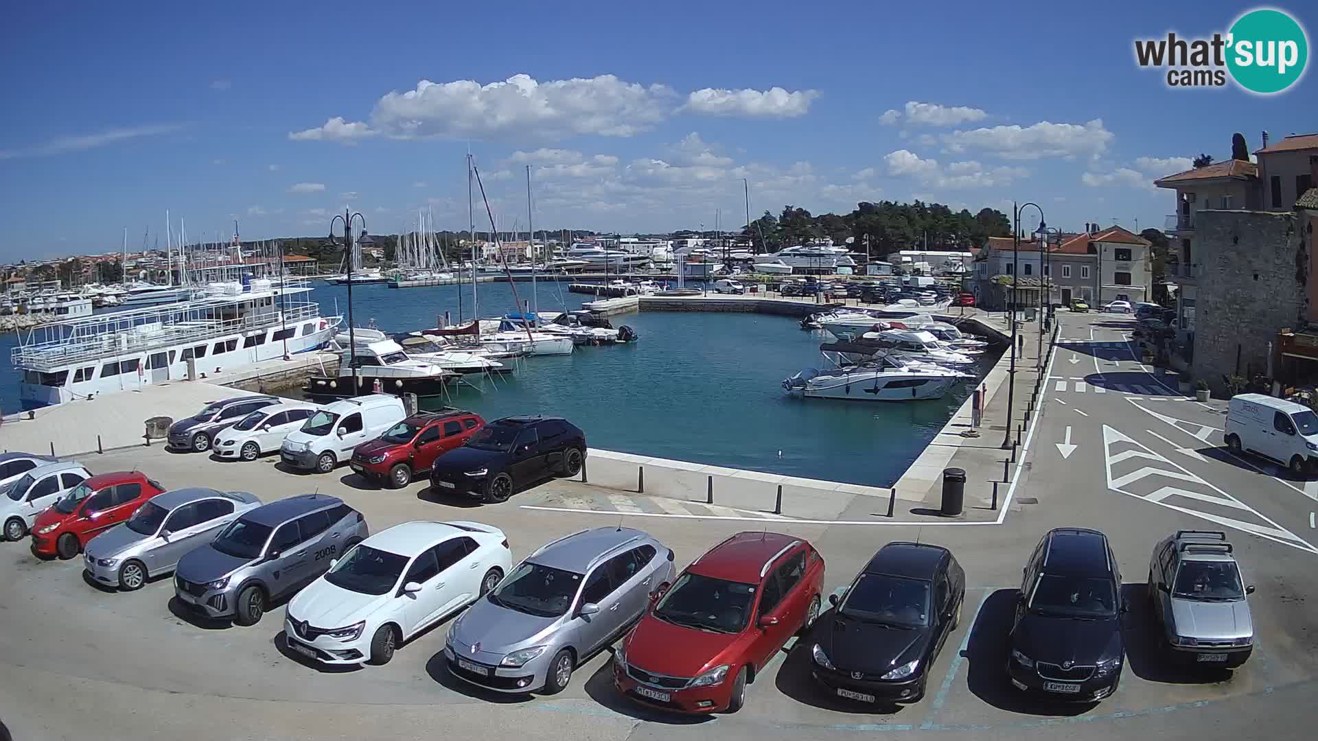 Novigrad | Porporela marina