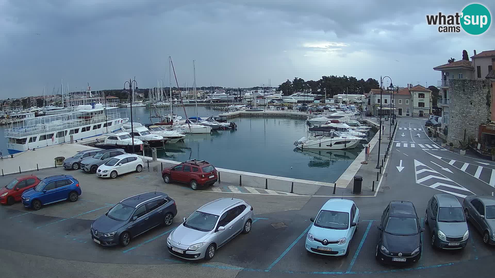 Novigrad | Porporela marina