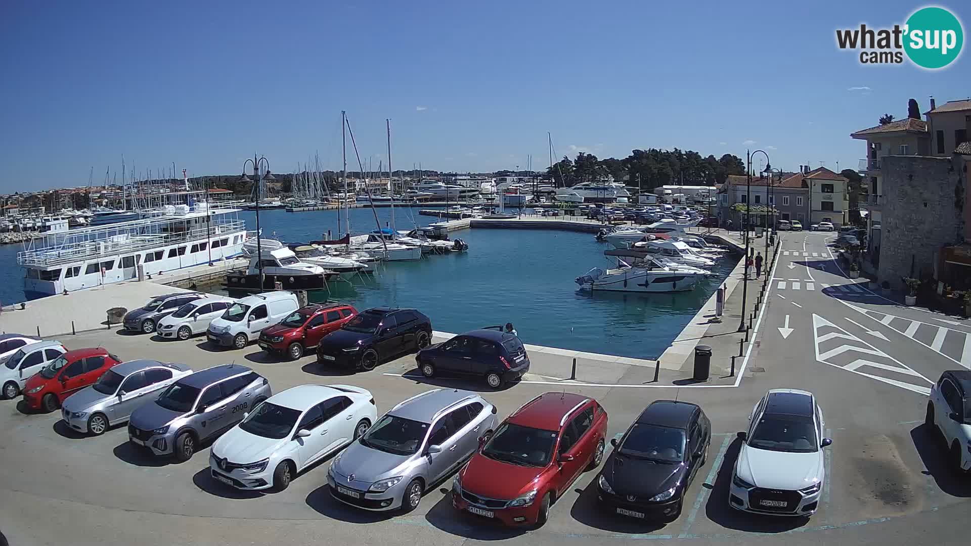 Novigrad | Porporela marina