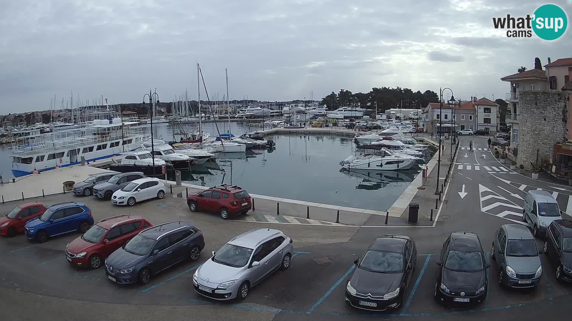 Novigrad | Porporela marina