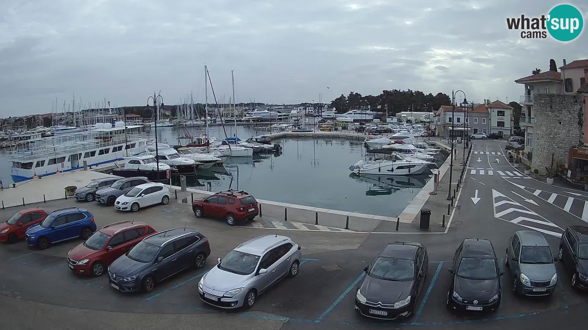 Novigrad | Porporela marina