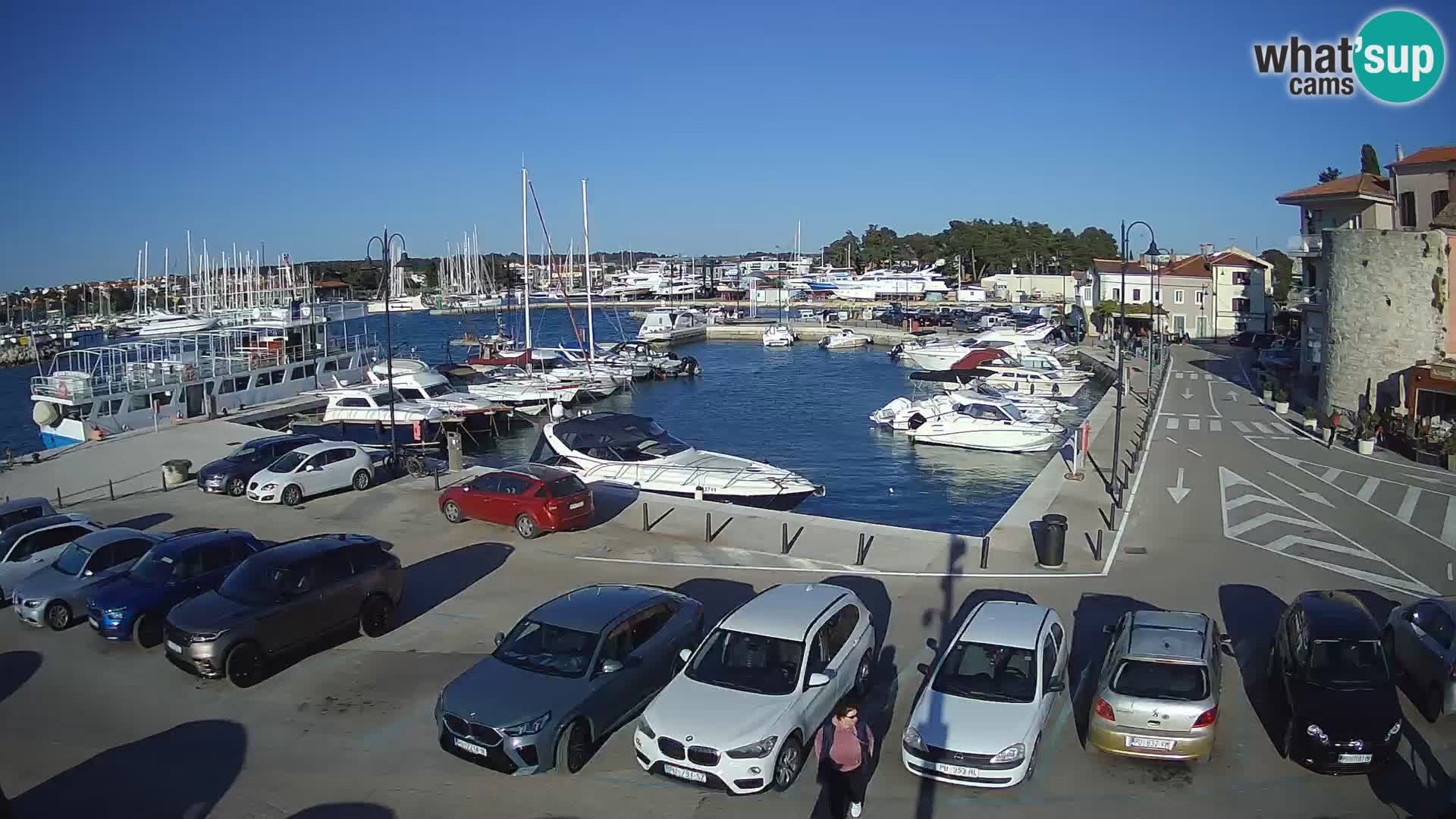 Novigrad | Porporela marina