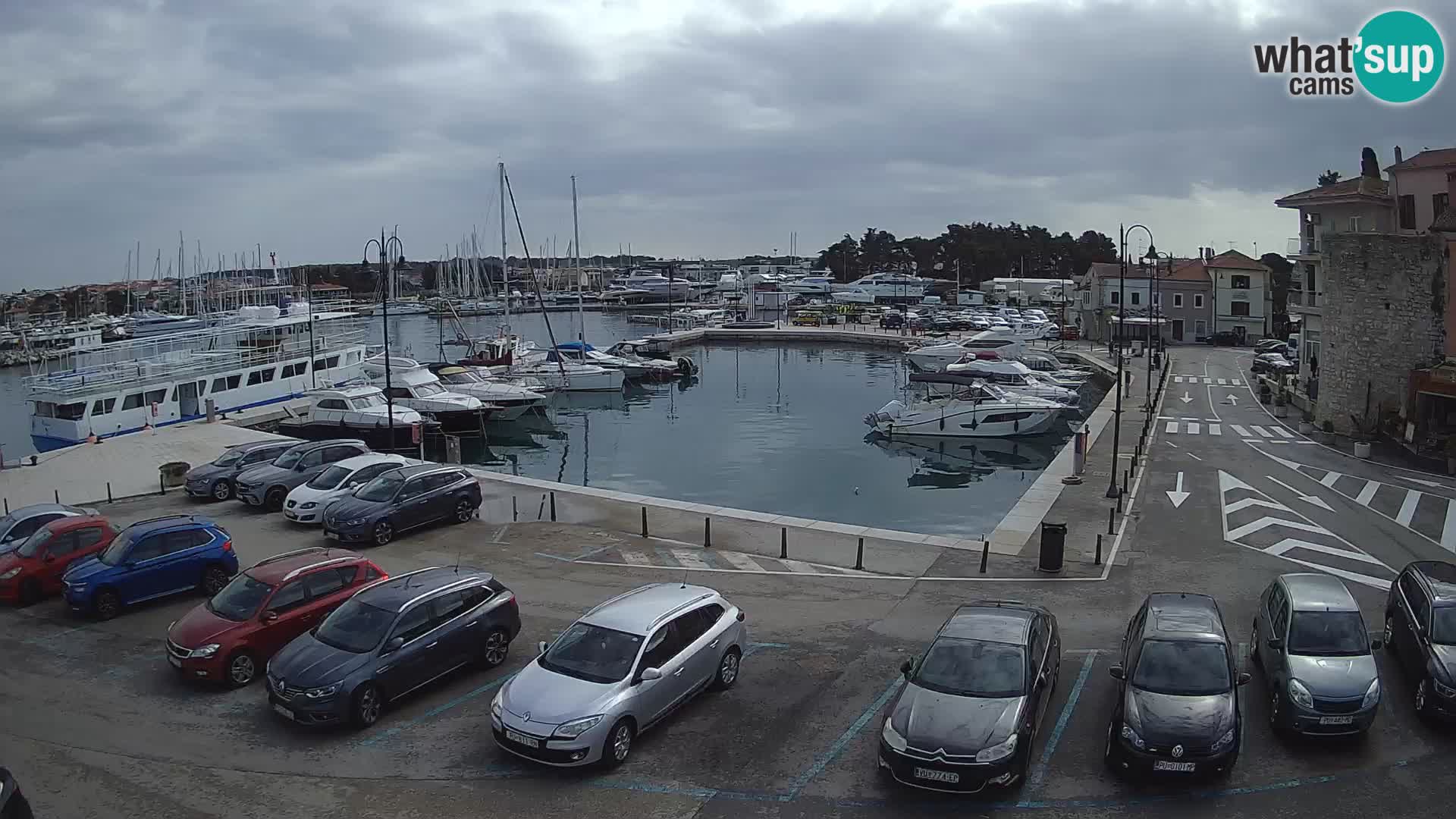 Novigrad | Porporela marina