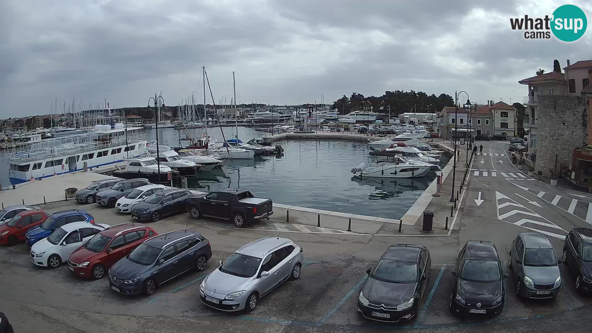 Novigrad | Porporela marina