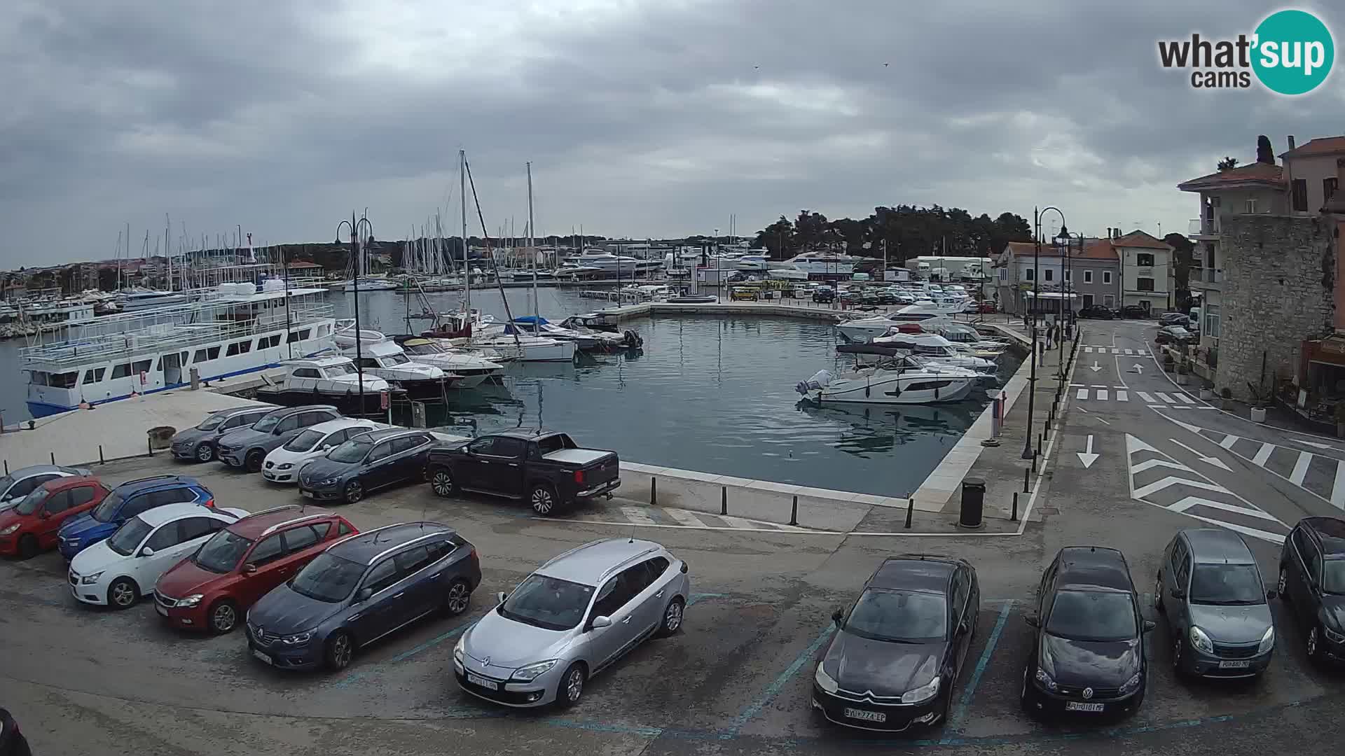 Novigrad | Porporela marina