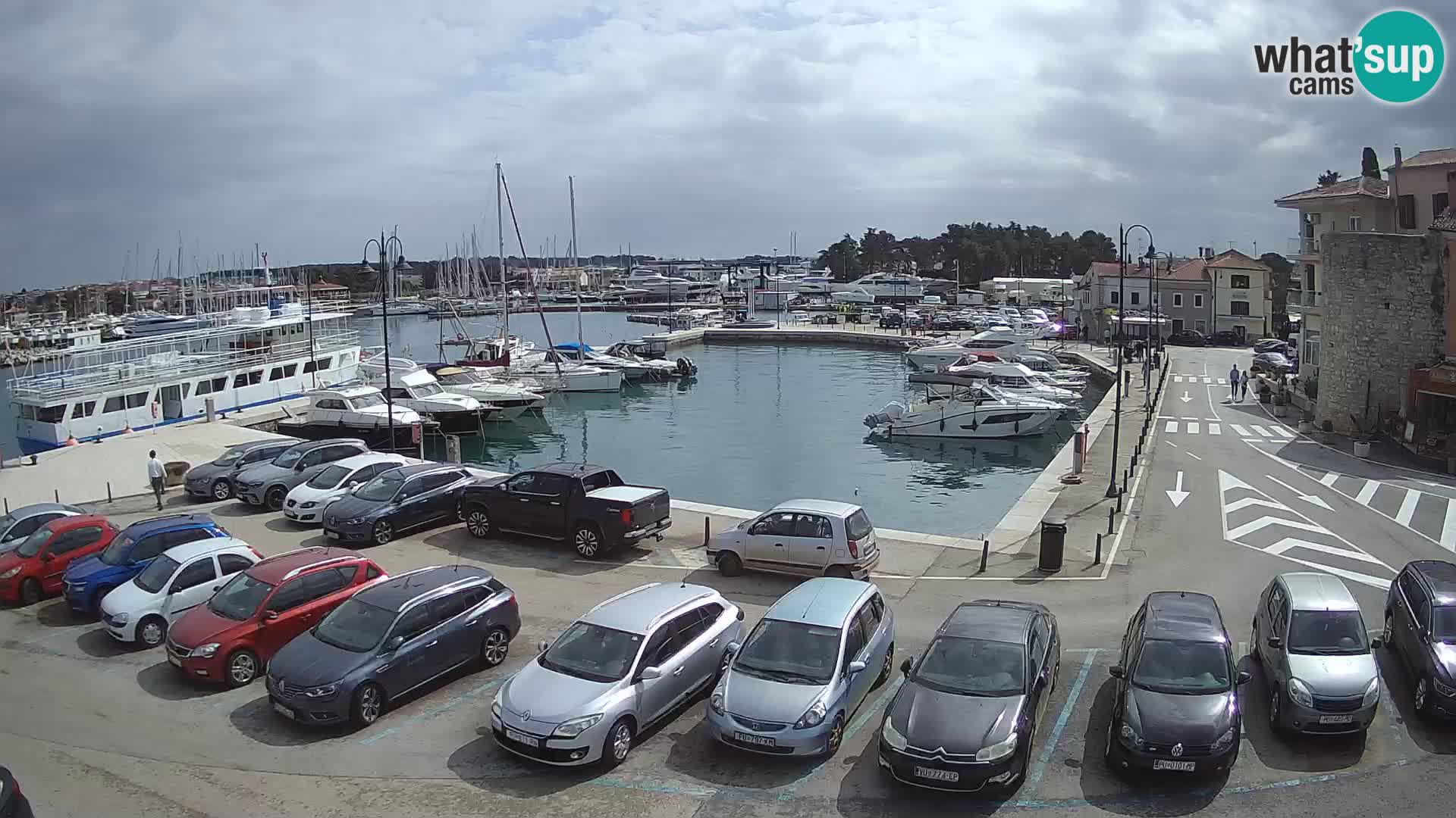 Novigrad | Porporela marina