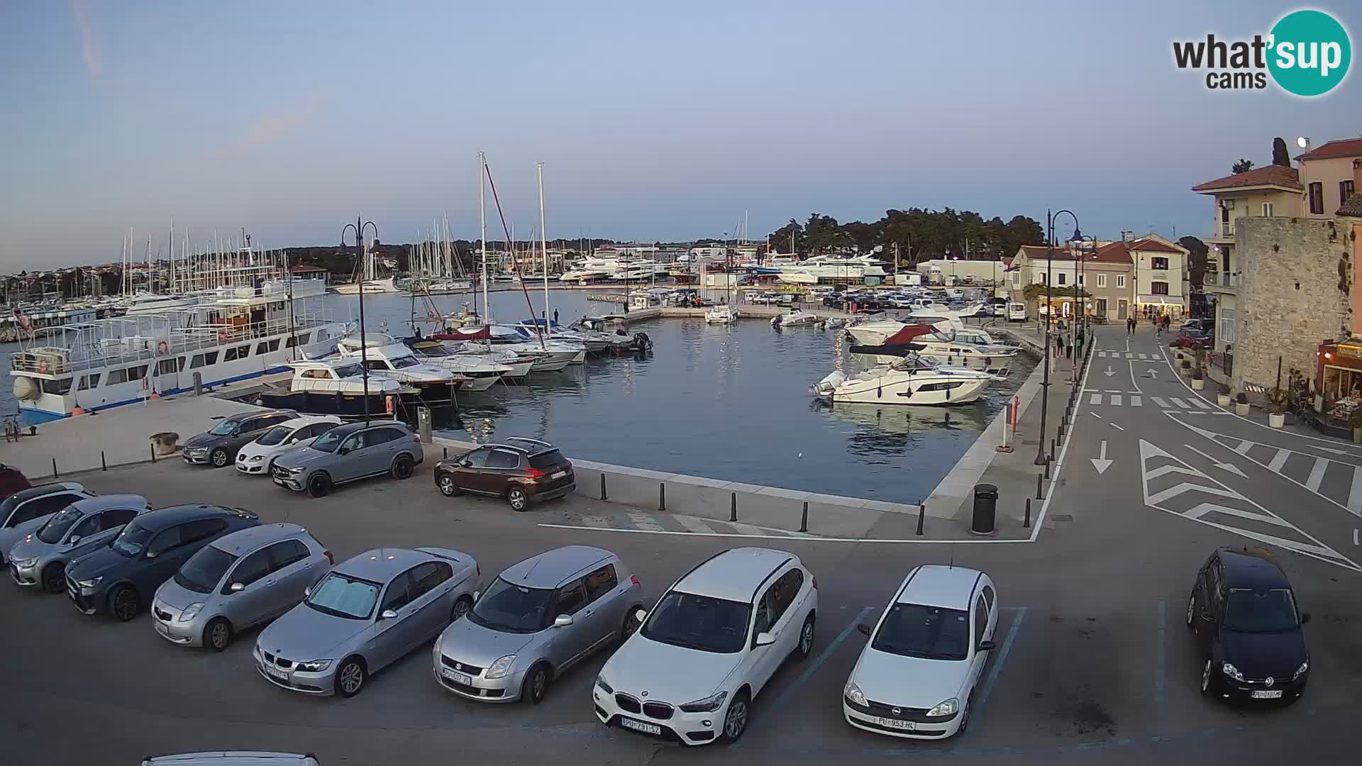 Novigrad | Porporela marina