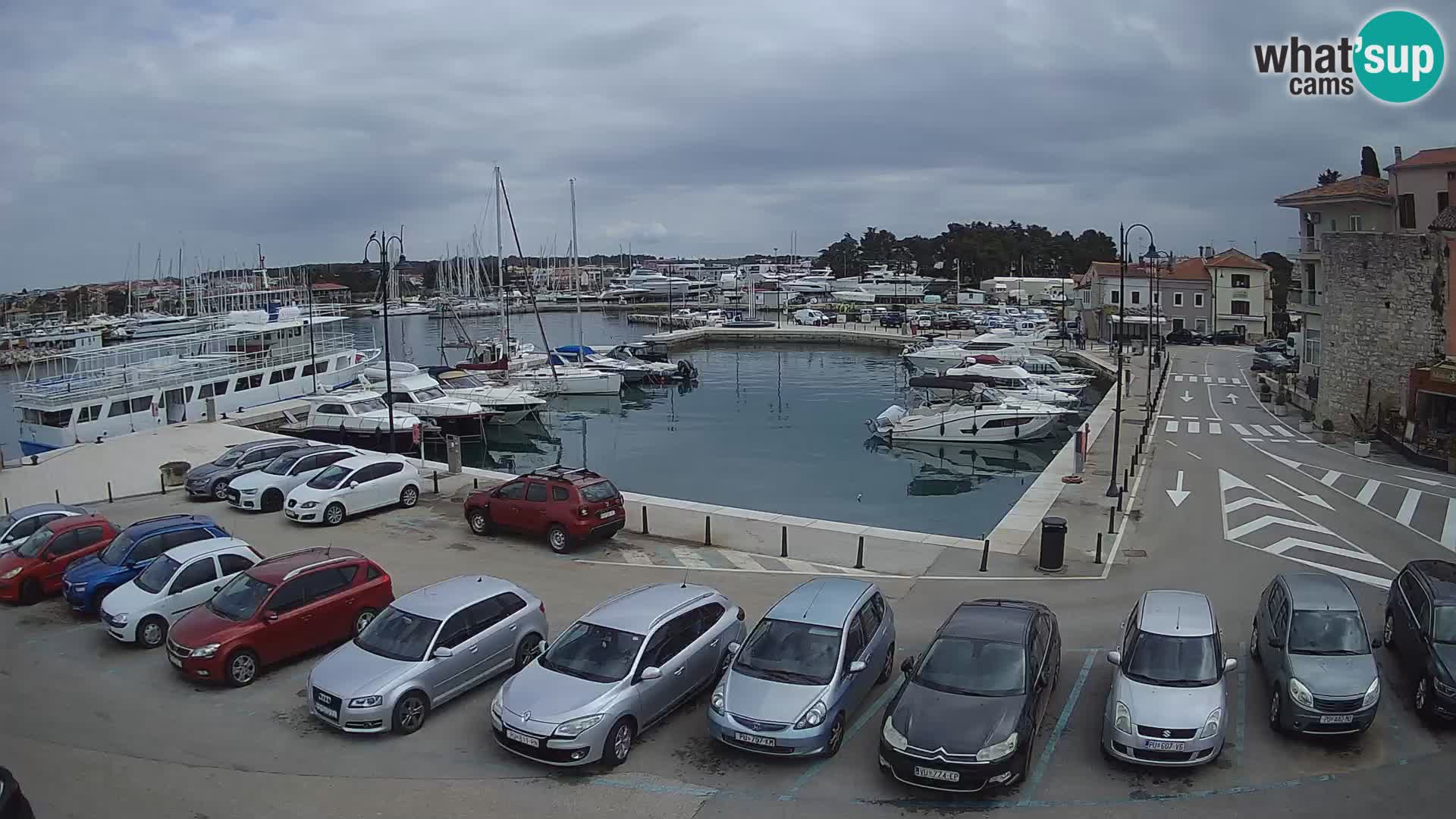 Novigrad | Porporela marina