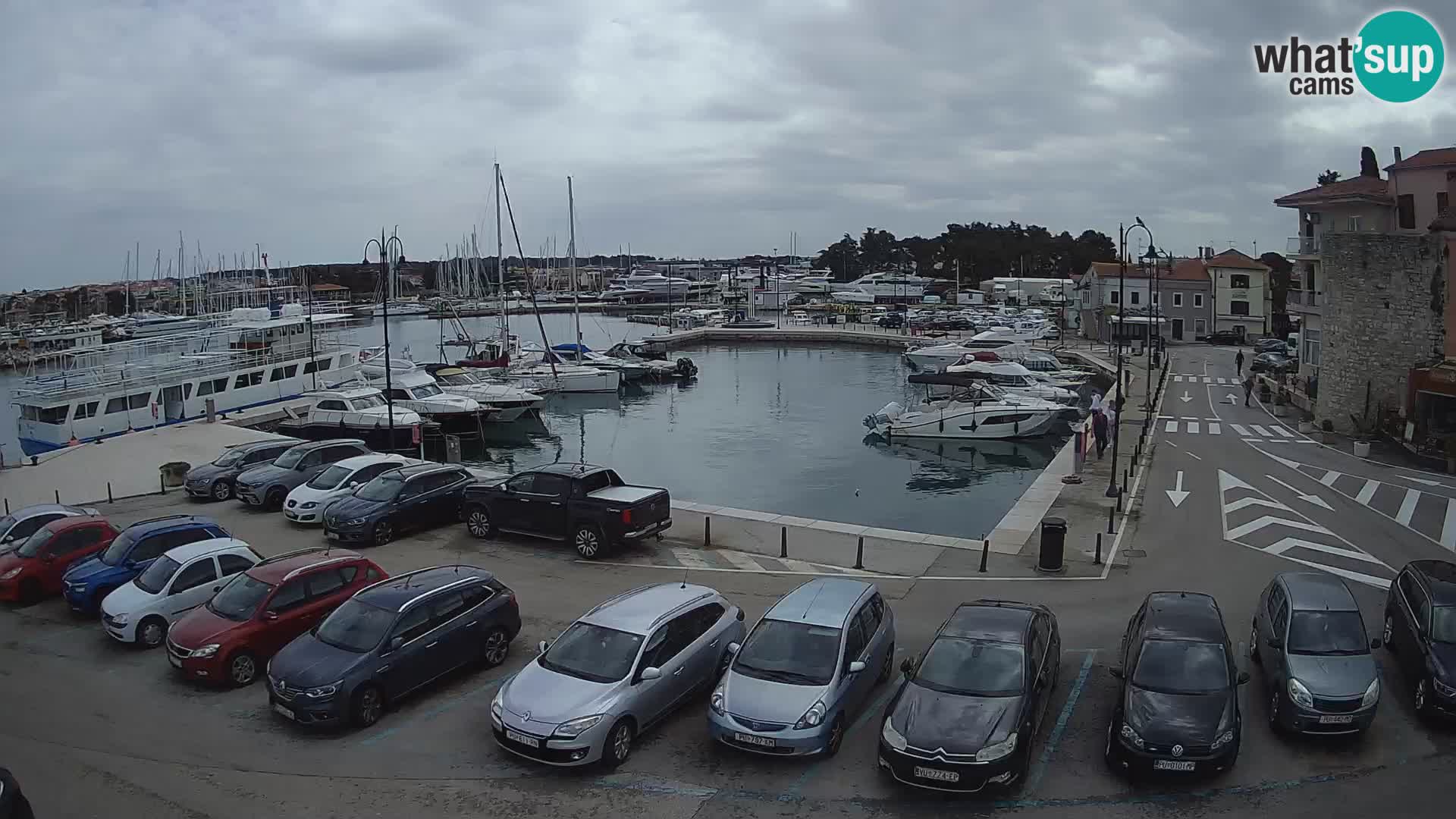 Novigrad | Porporela marina