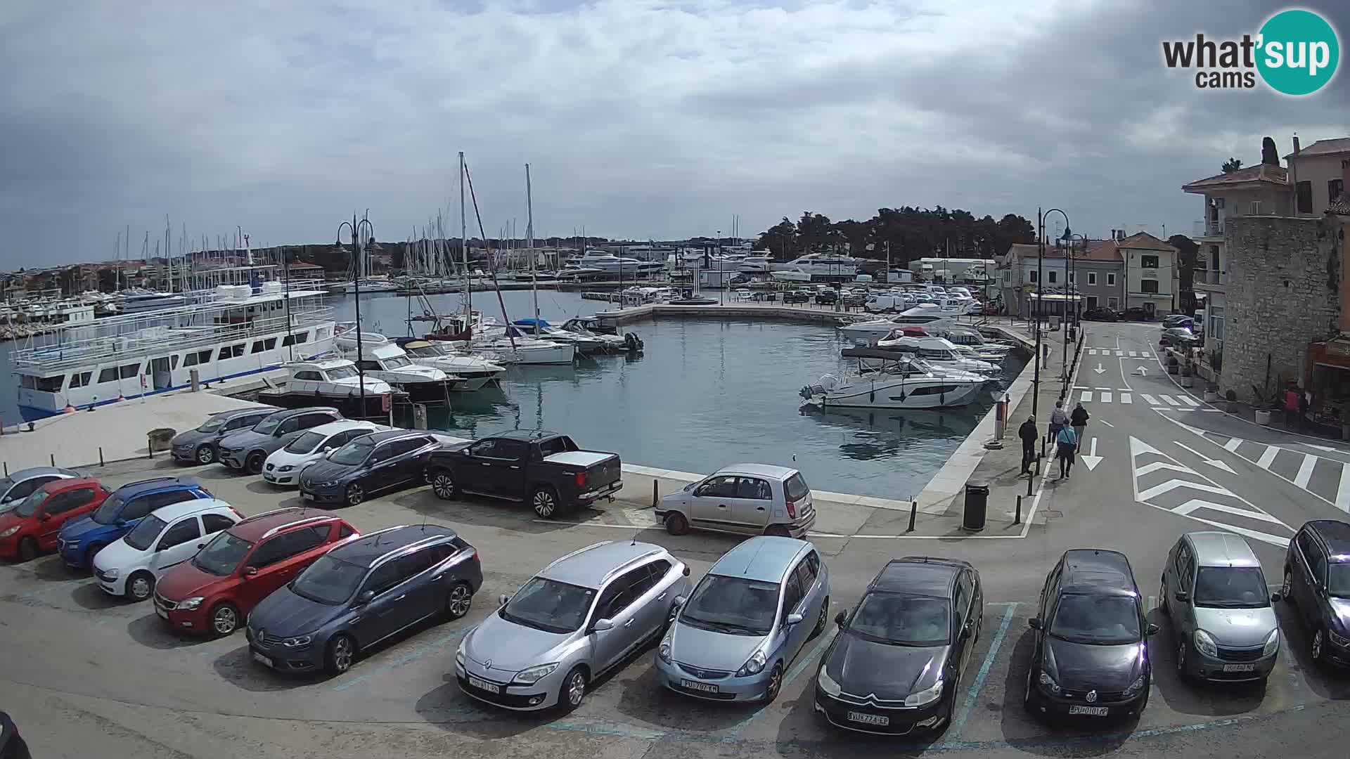 Novigrad | Porporela marina