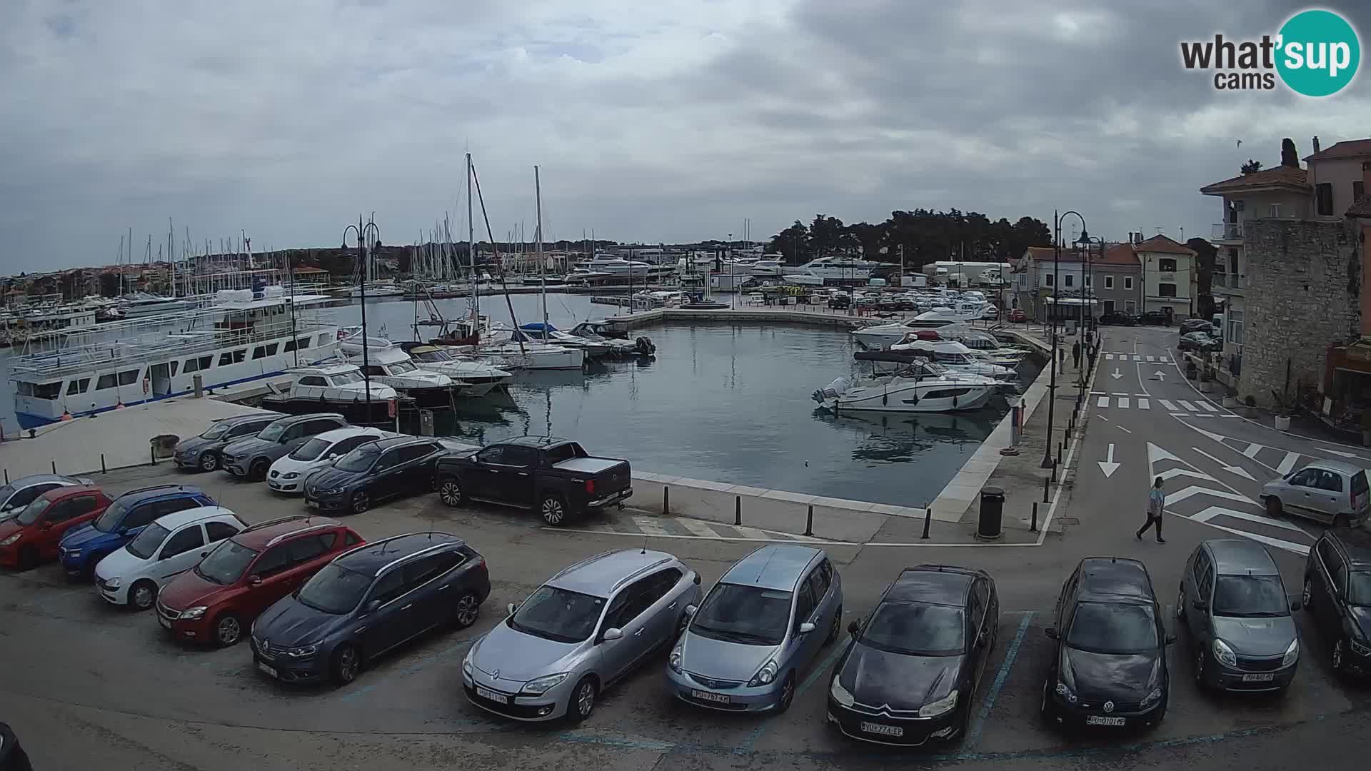 Novigrad | Porporela marina