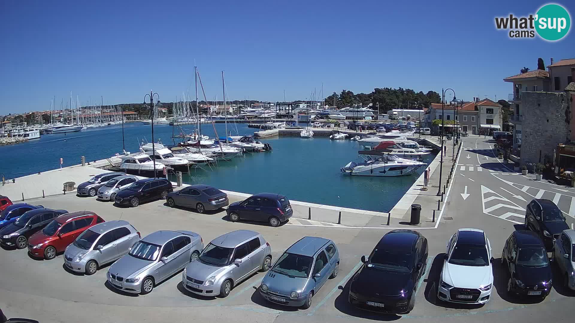 Novigrad | Porporela marina