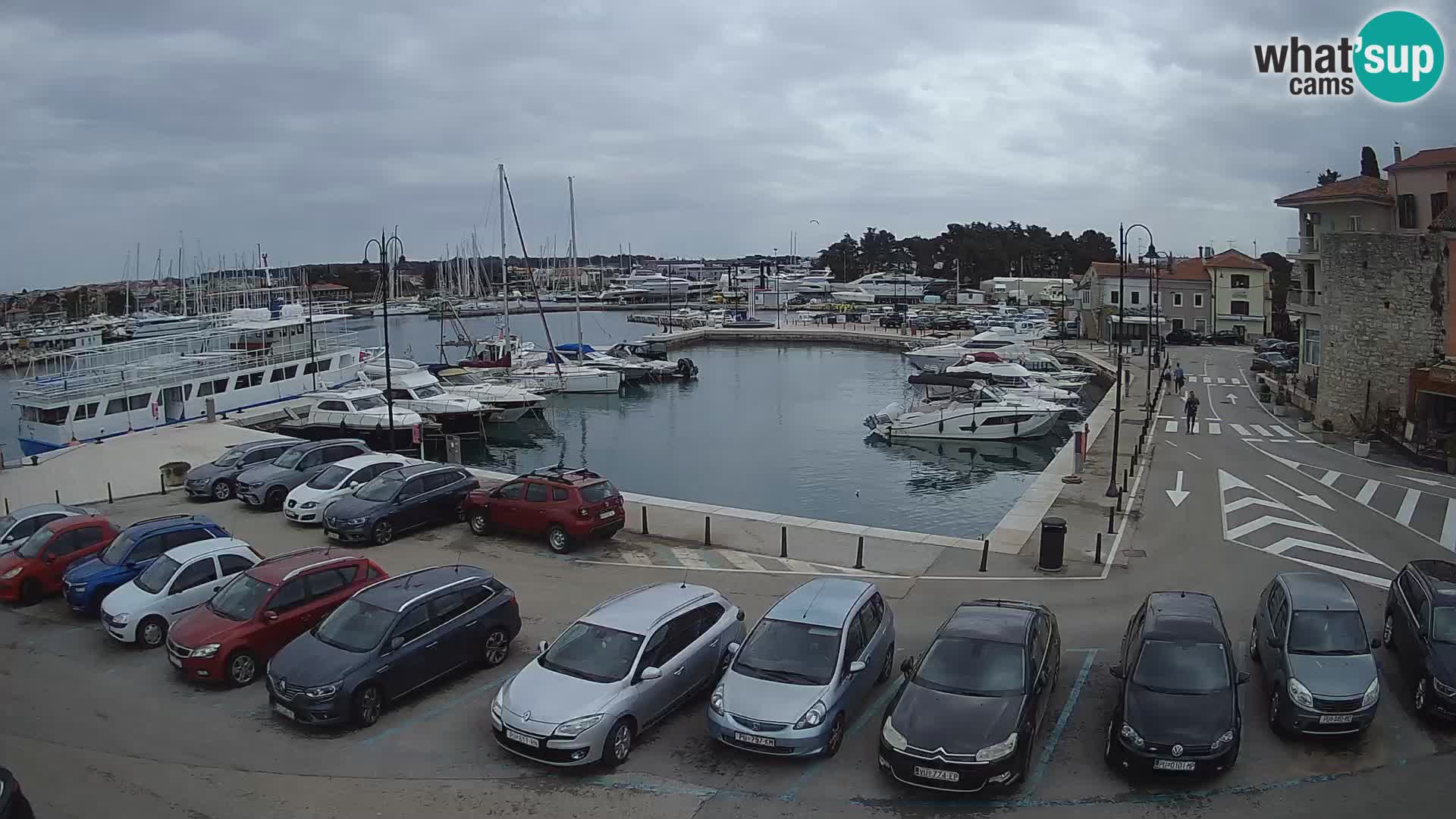 Novigrad | Porporela marina