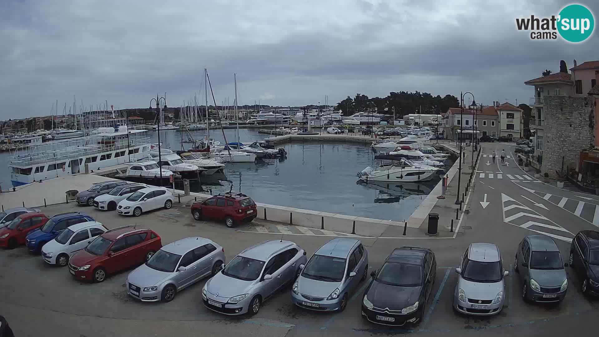 Novigrad | Porporela marina