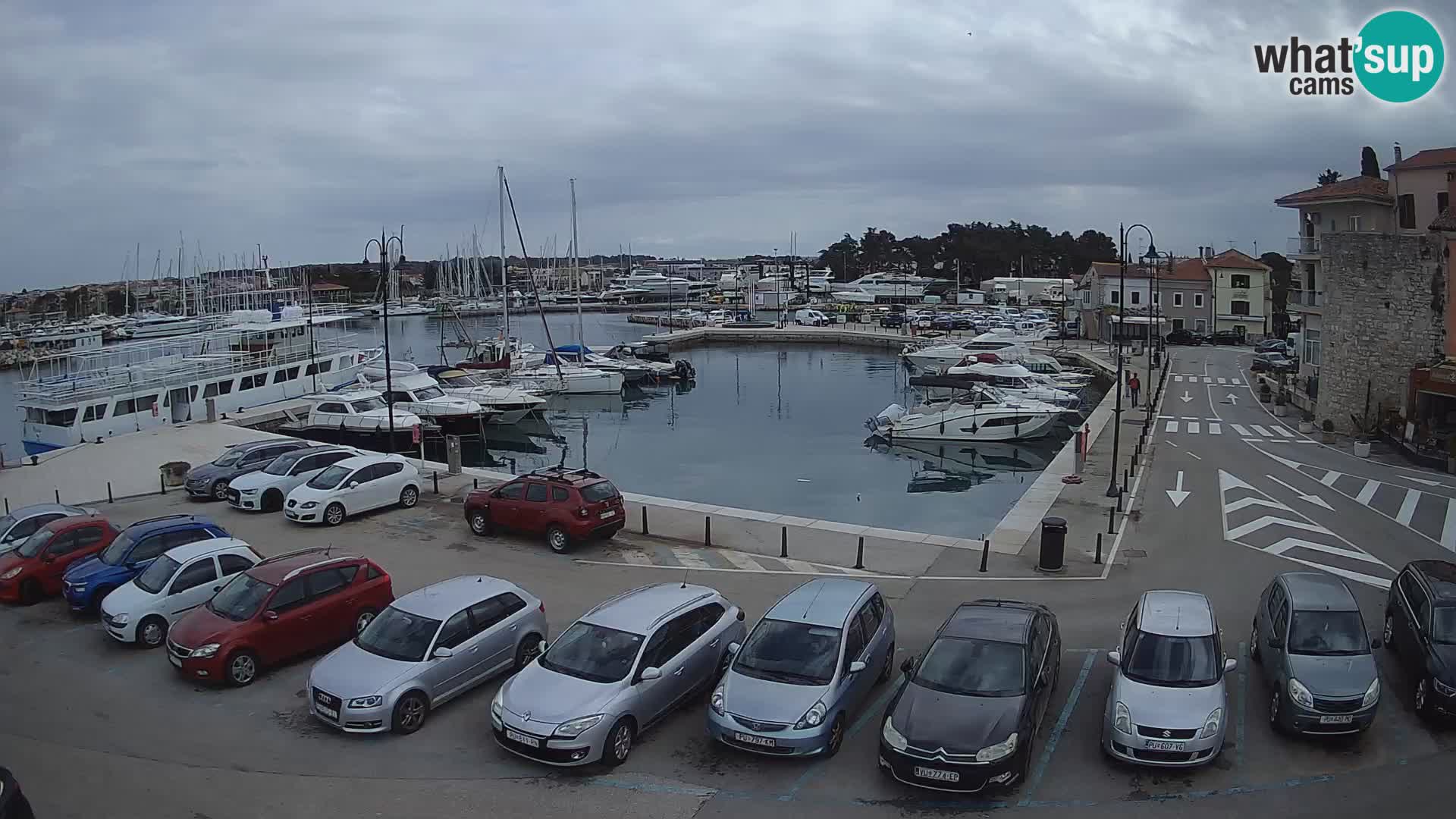 Novigrad | Porporela marina