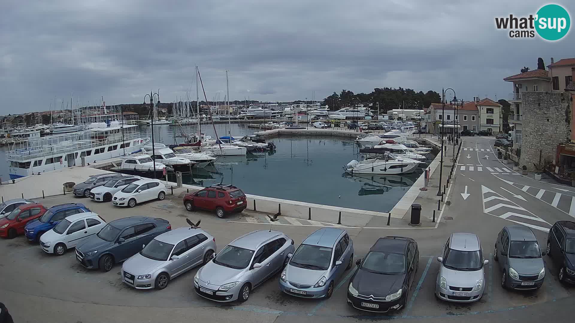 Novigrad | Porporela marina