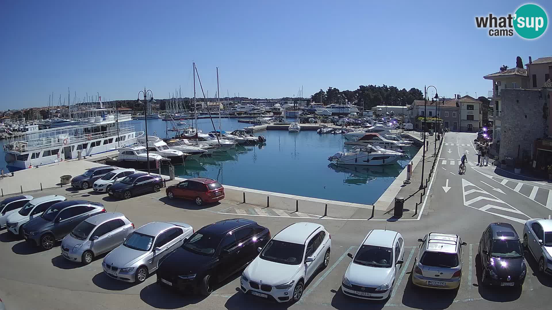Novigrad | Porporela marina