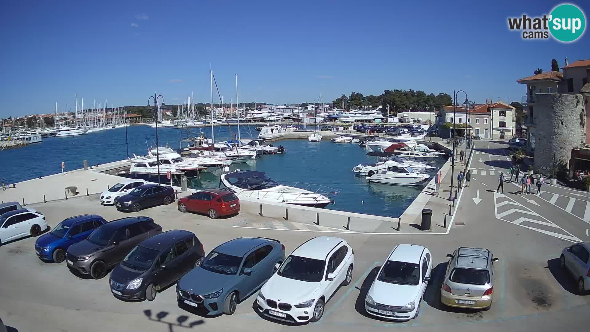 Novigrad | Porporela marina
