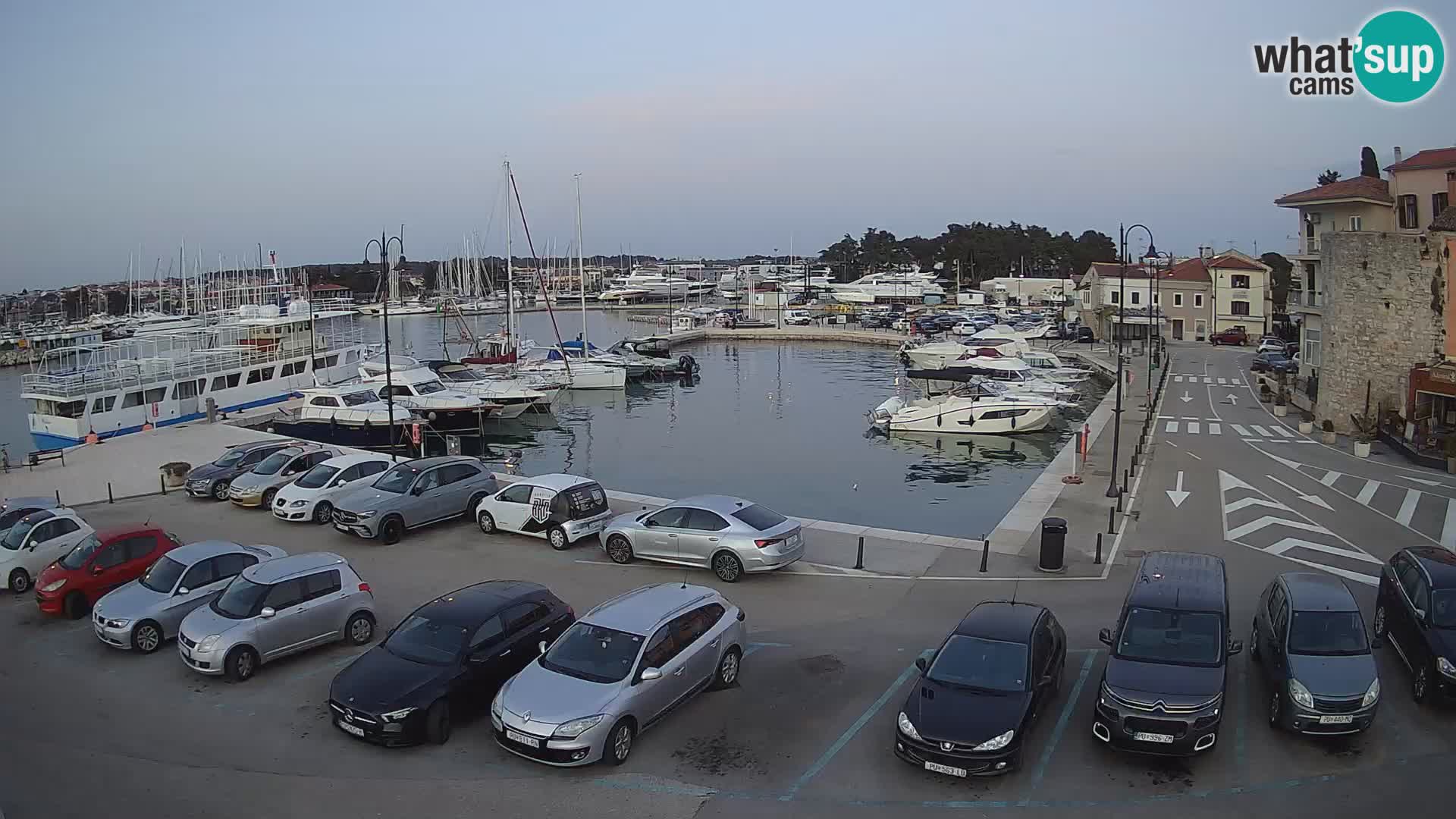 Novigrad | Porporela marina
