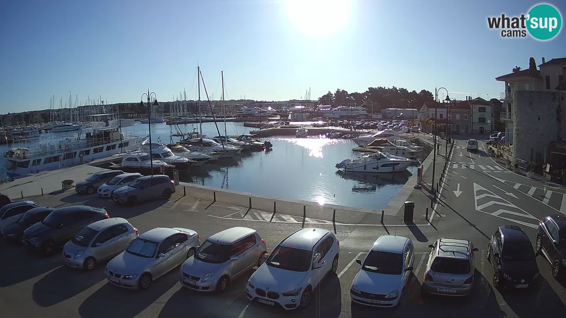 Novigrad | Porporela marina