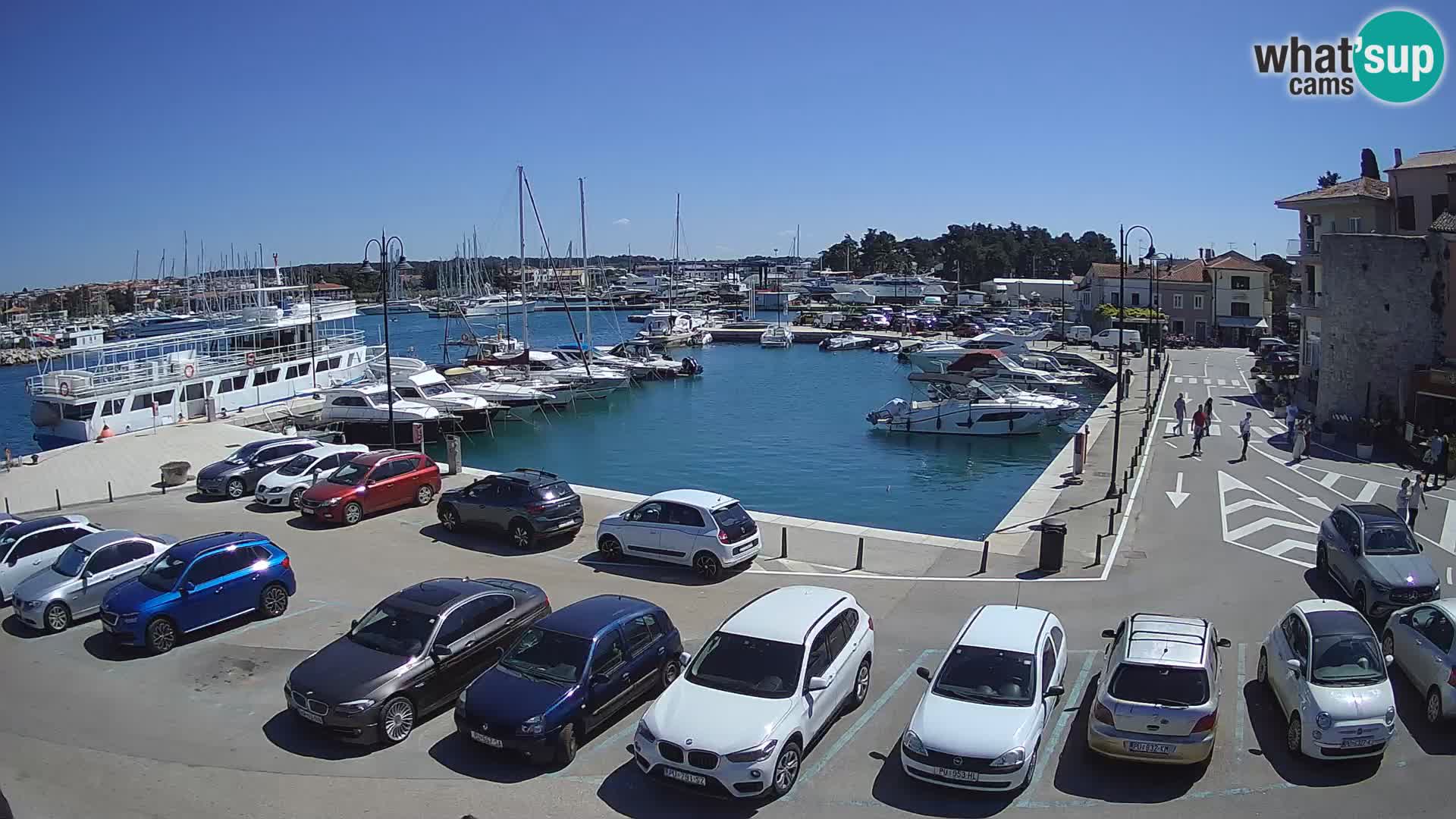 Novigrad | Porporela marina