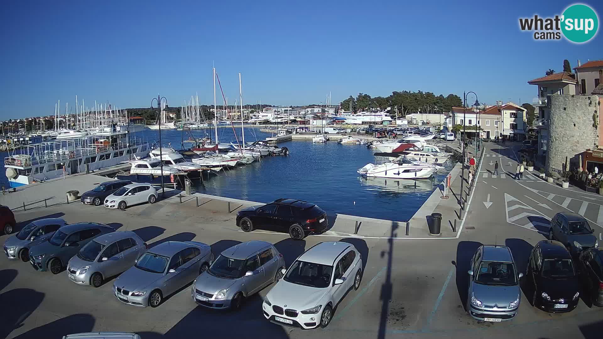 Novigrad | Porporela marina