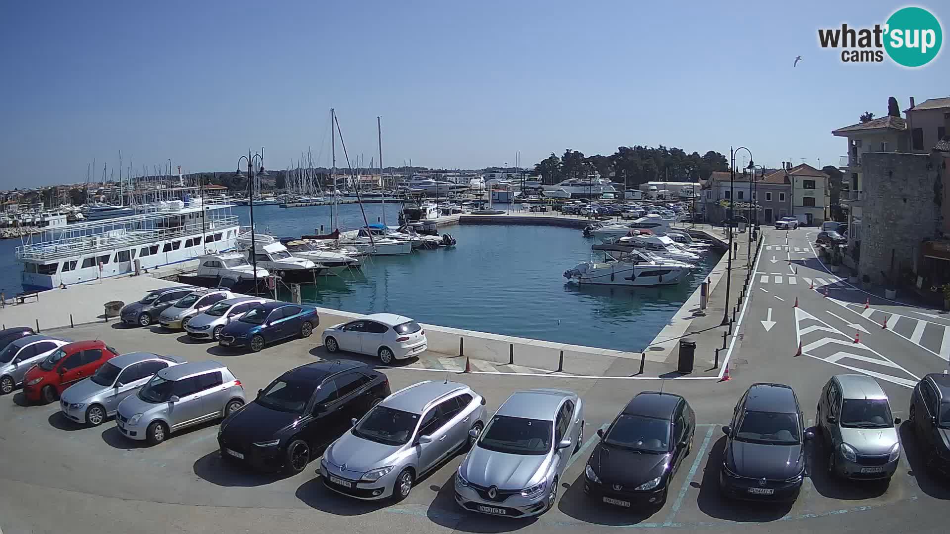 Novigrad | Porporela marina