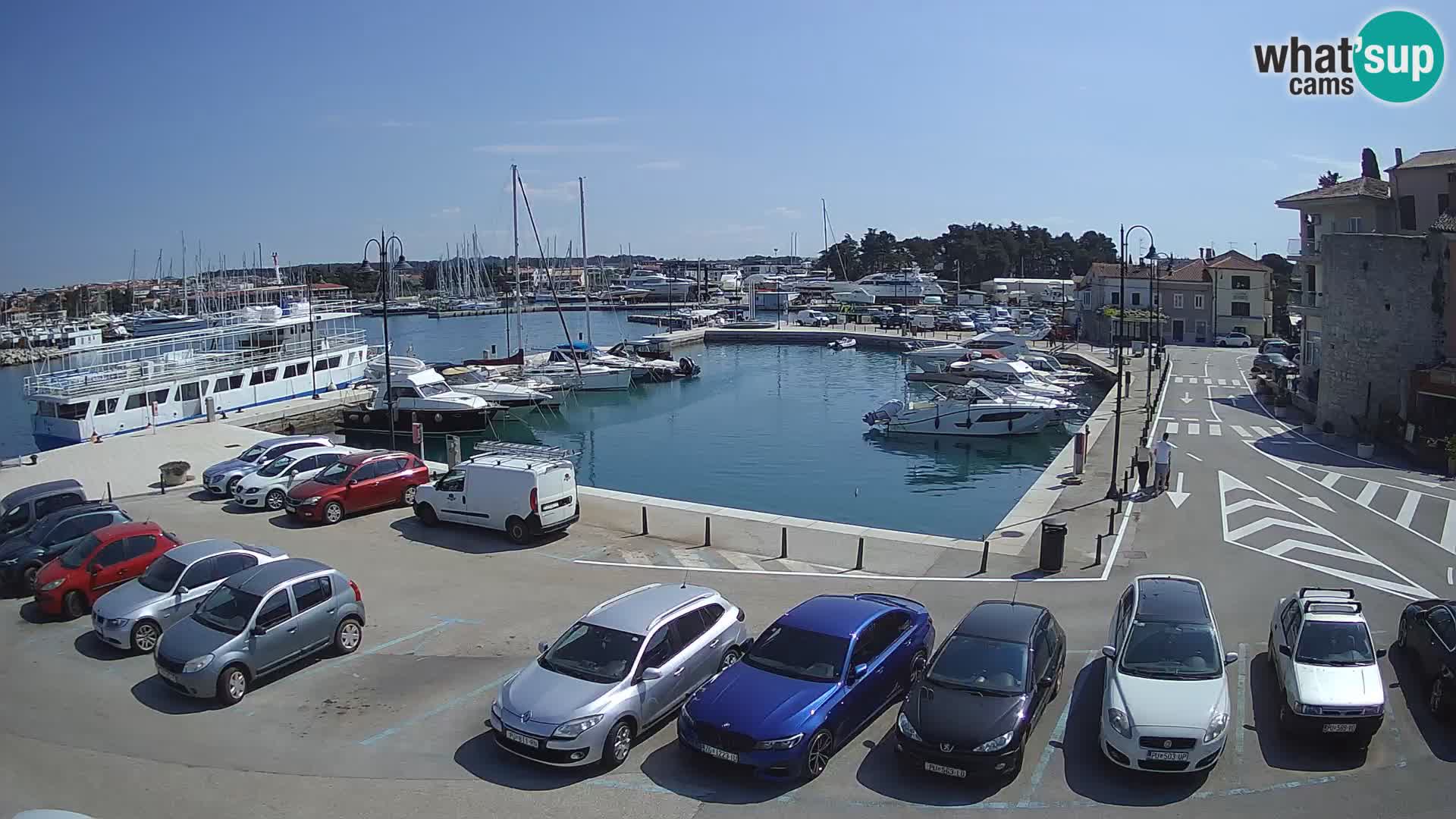 Novigrad | Porporela marina