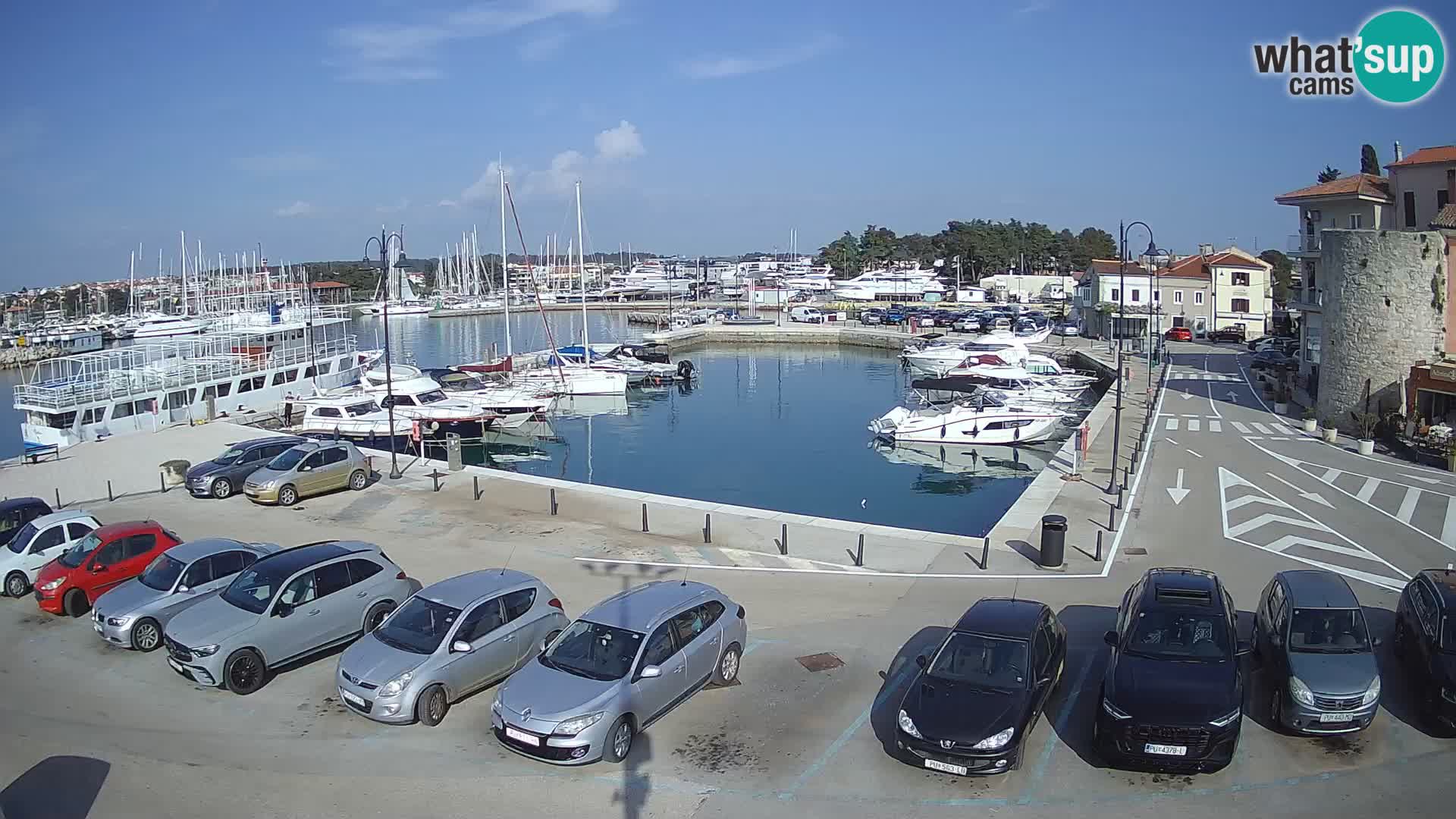 Novigrad | Porporela marina