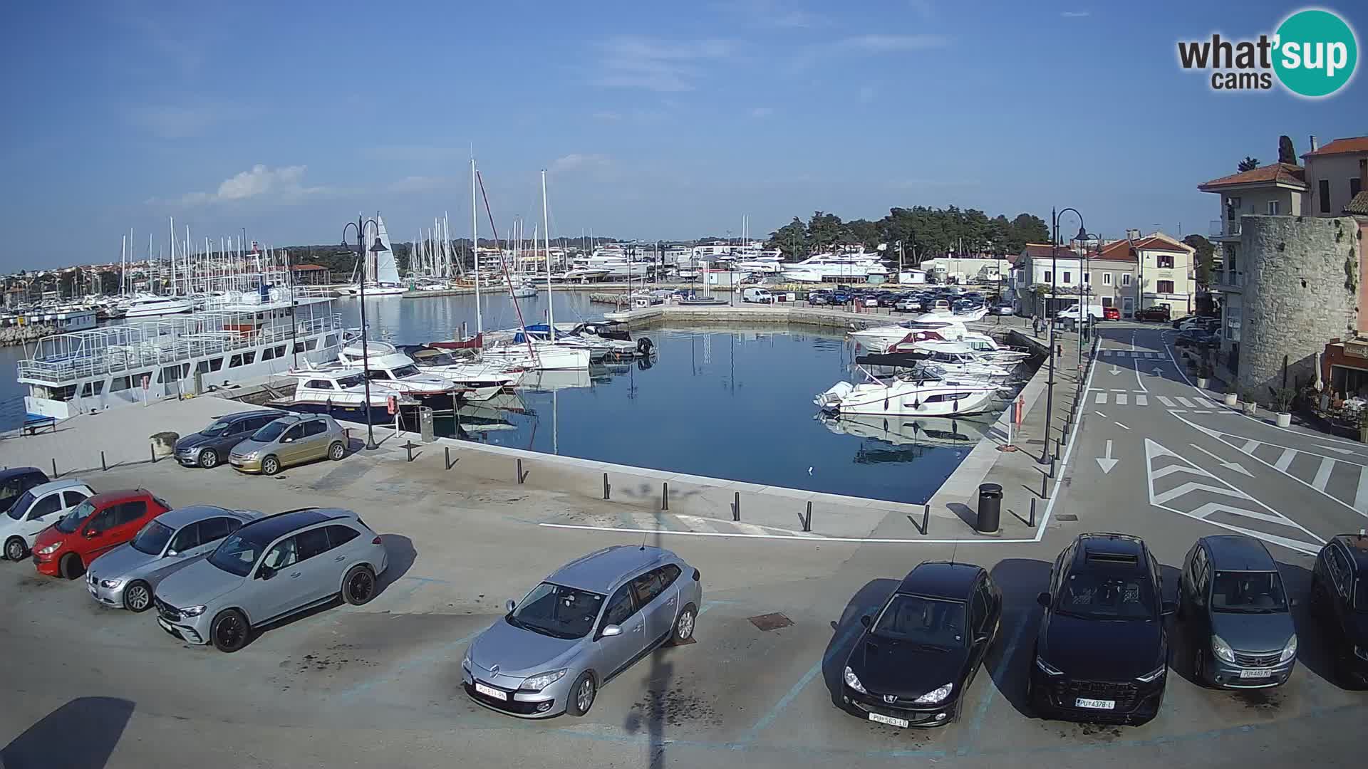 Novigrad | Porporela marina