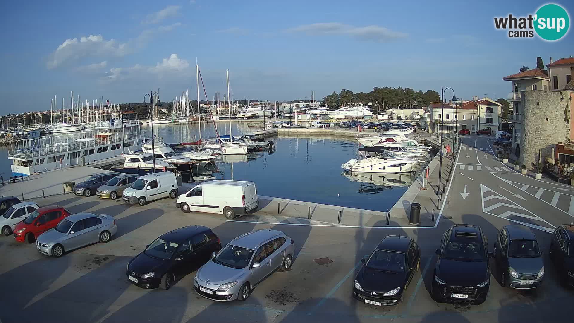 Novigrad | Porporela marina