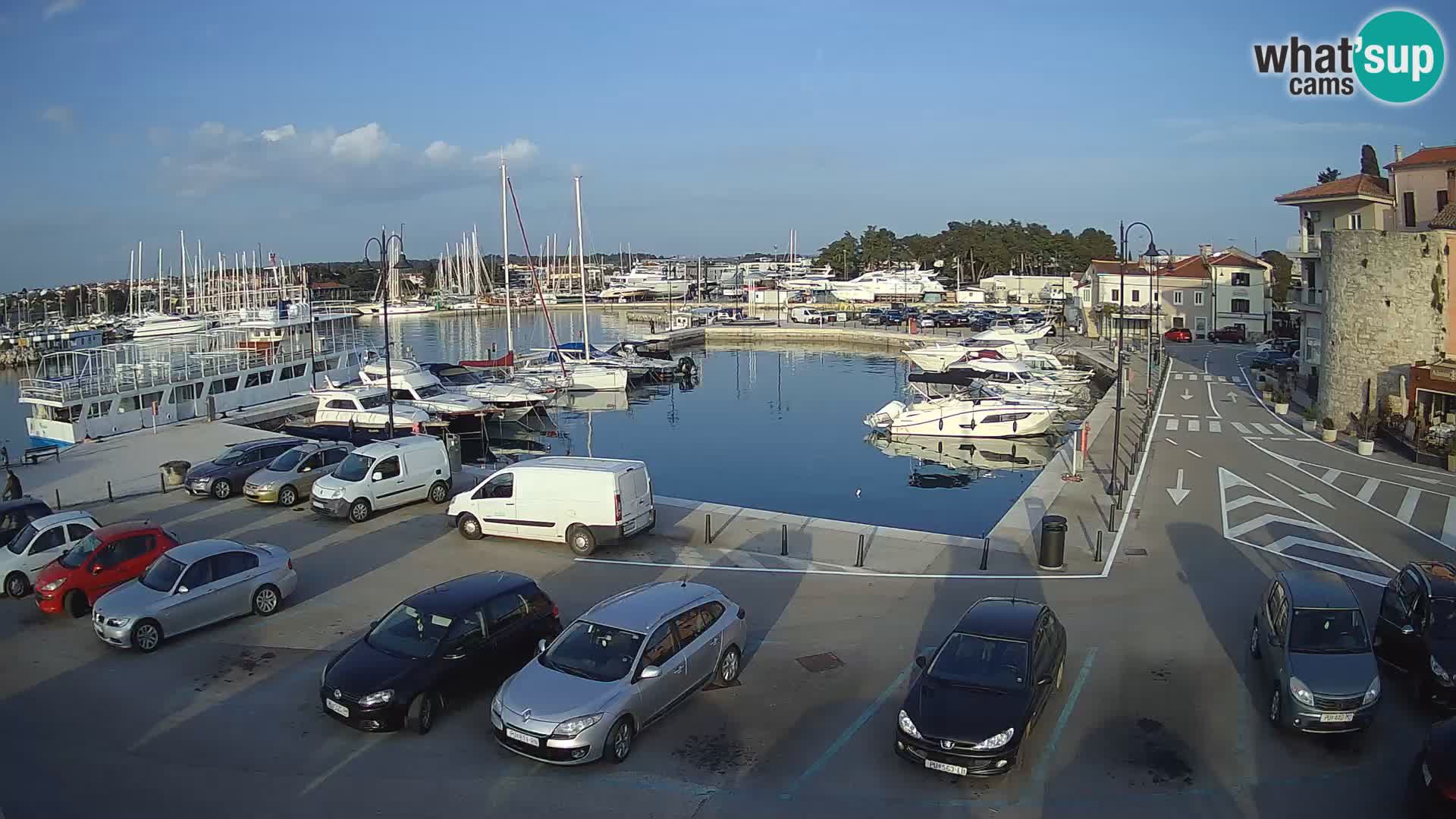 Novigrad | Porporela marina