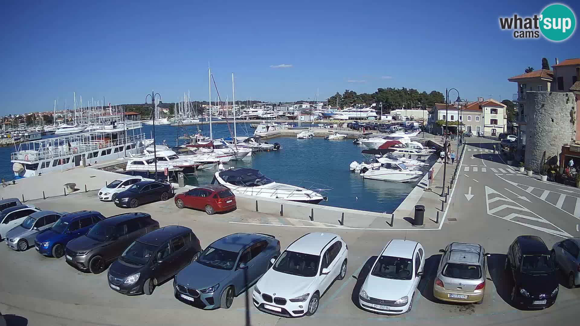 Novigrad | Porporela marina