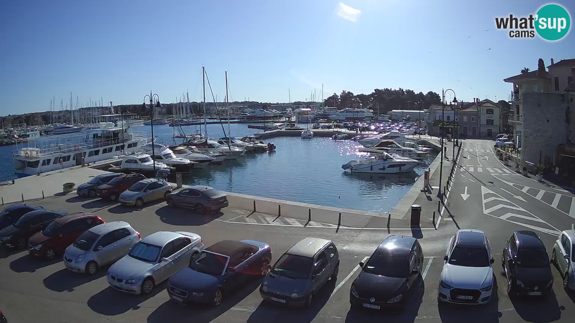 Novigrad | Porporela marina