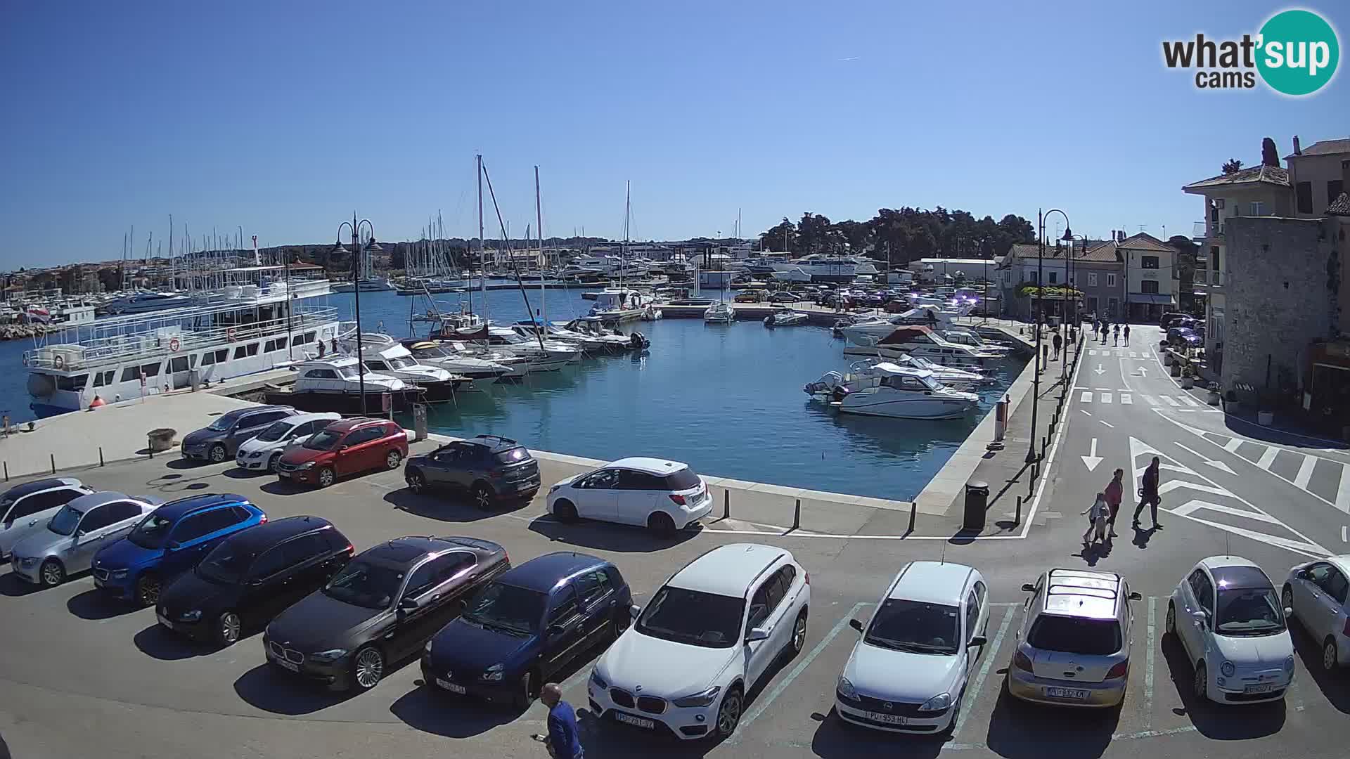 Novigrad | Porporela marina