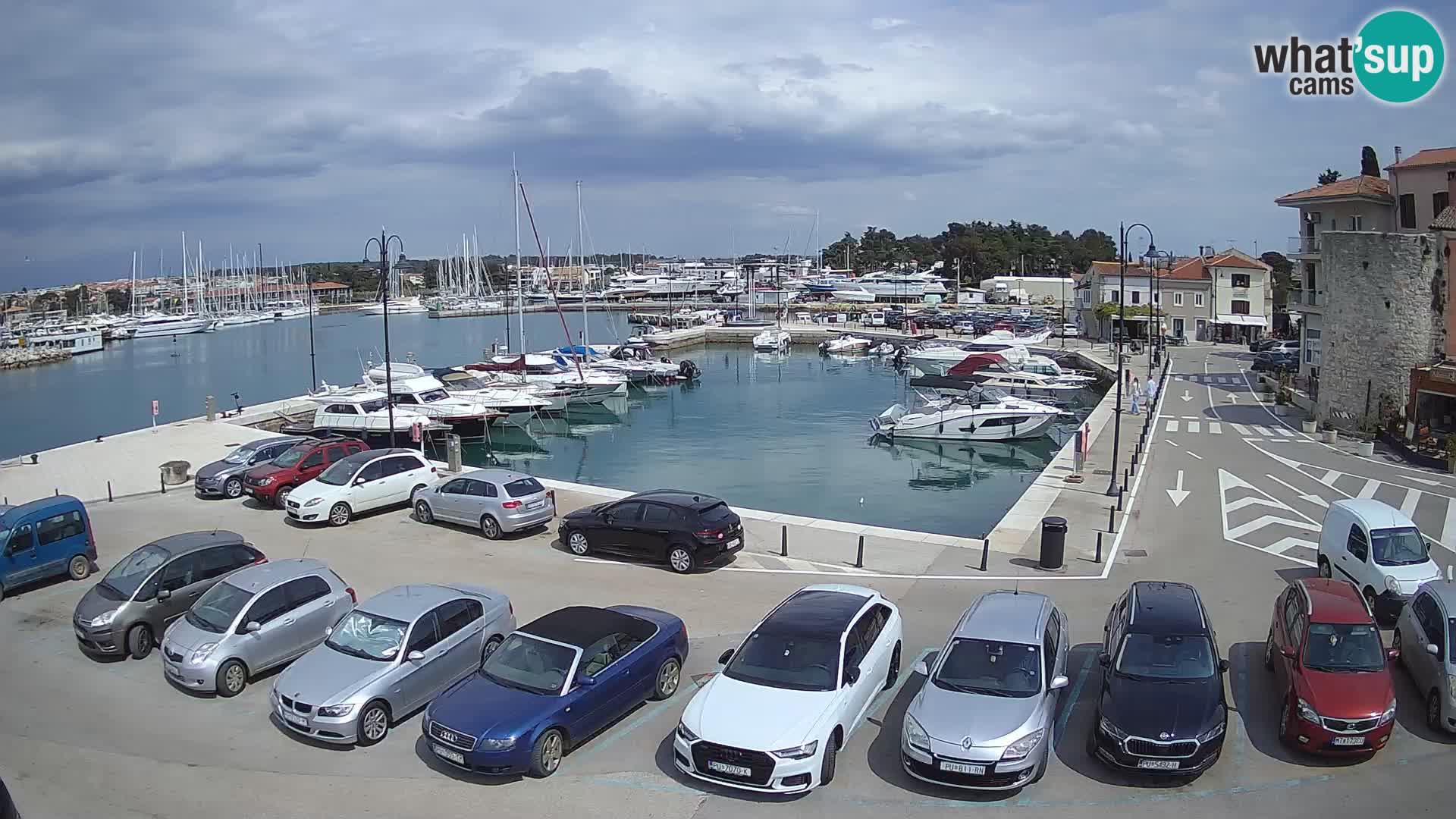 Novigrad | Porporela marina