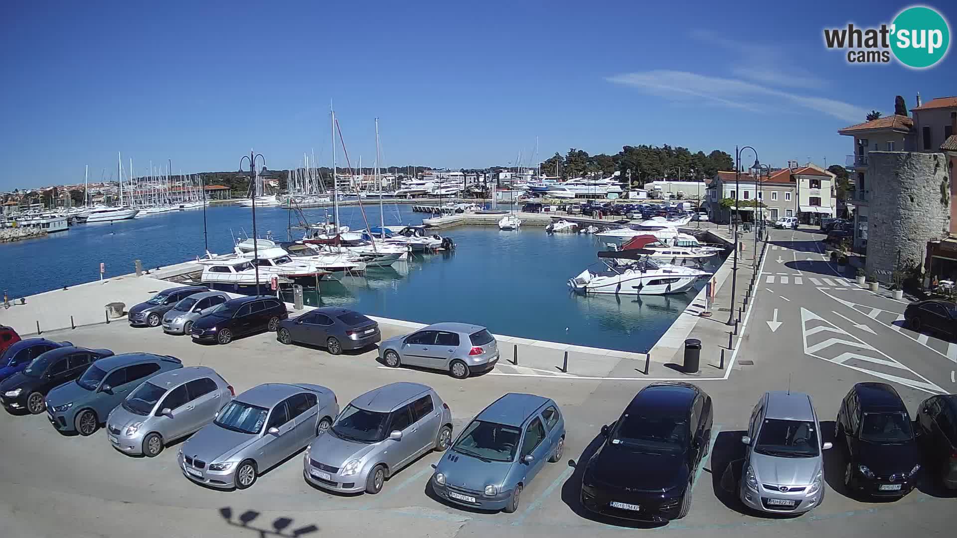 Novigrad | Porporela marina