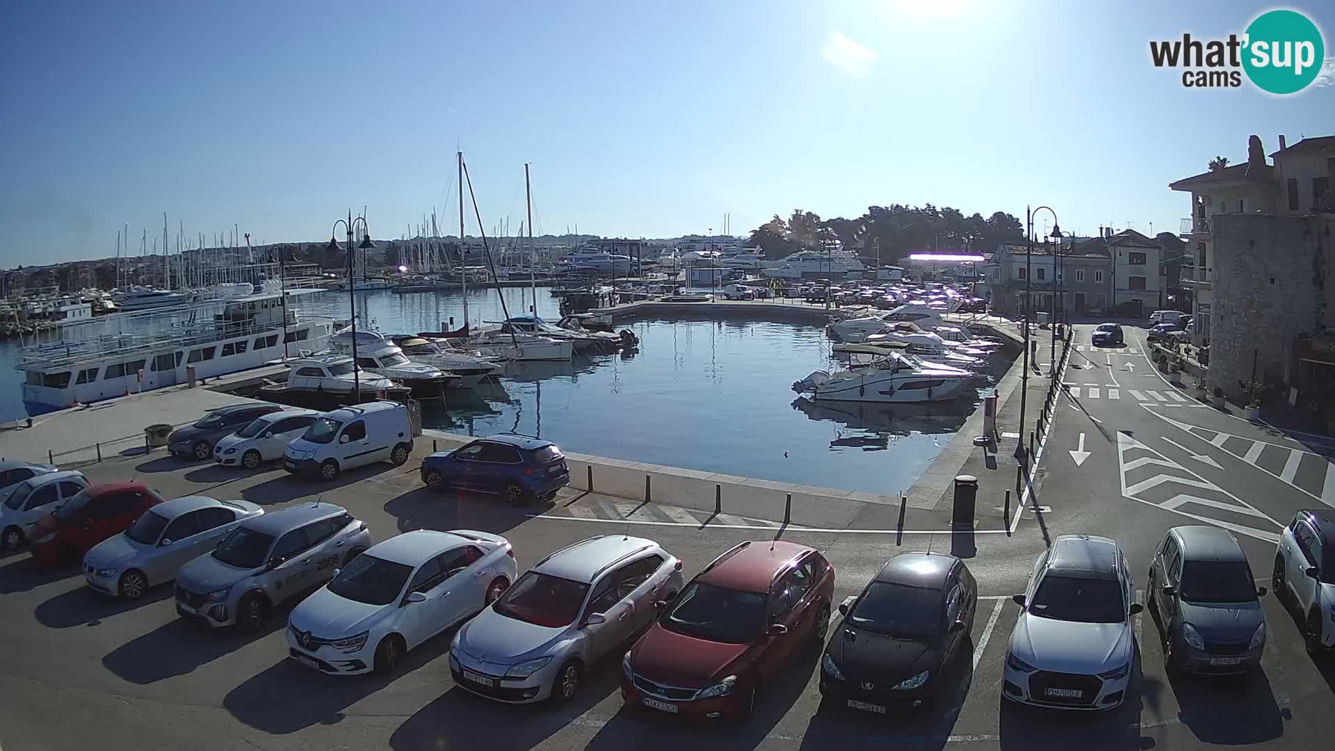 Novigrad | Porporela marina