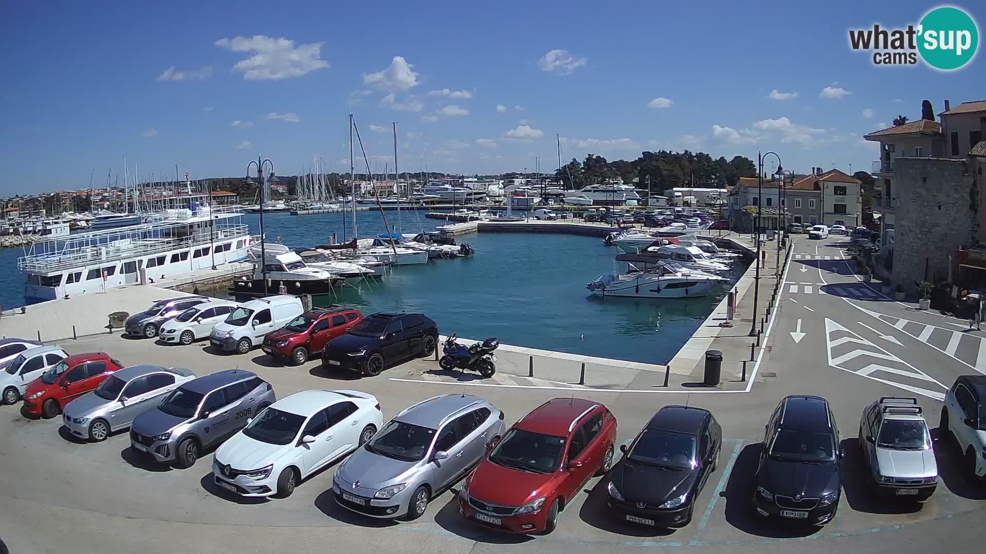 Novigrad | Porporela marina