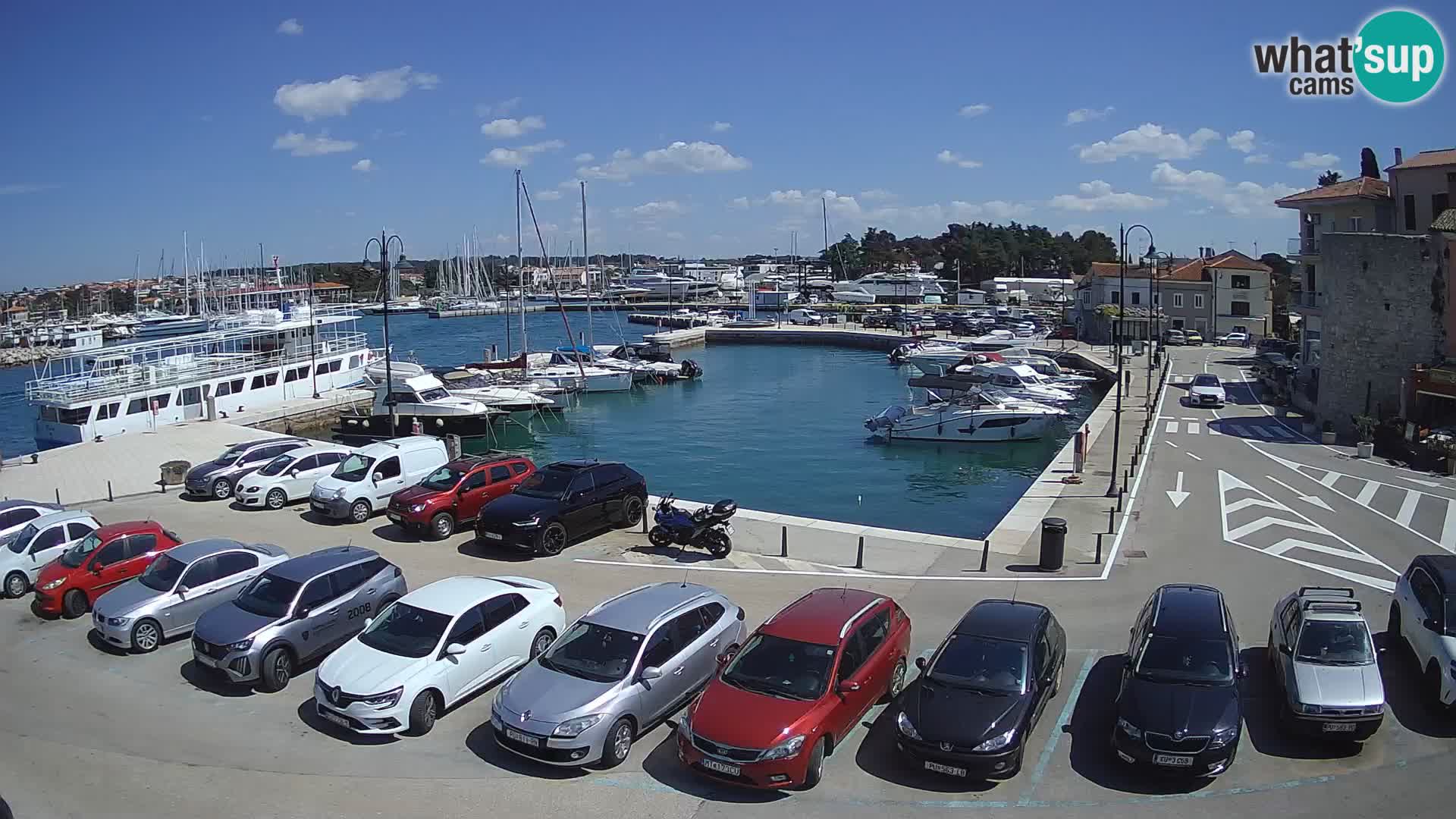 Novigrad | Porporela marina