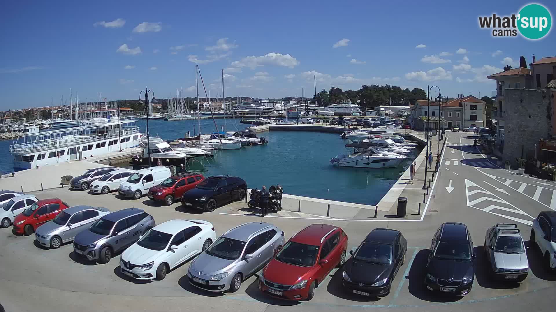 Novigrad | Porporela marina